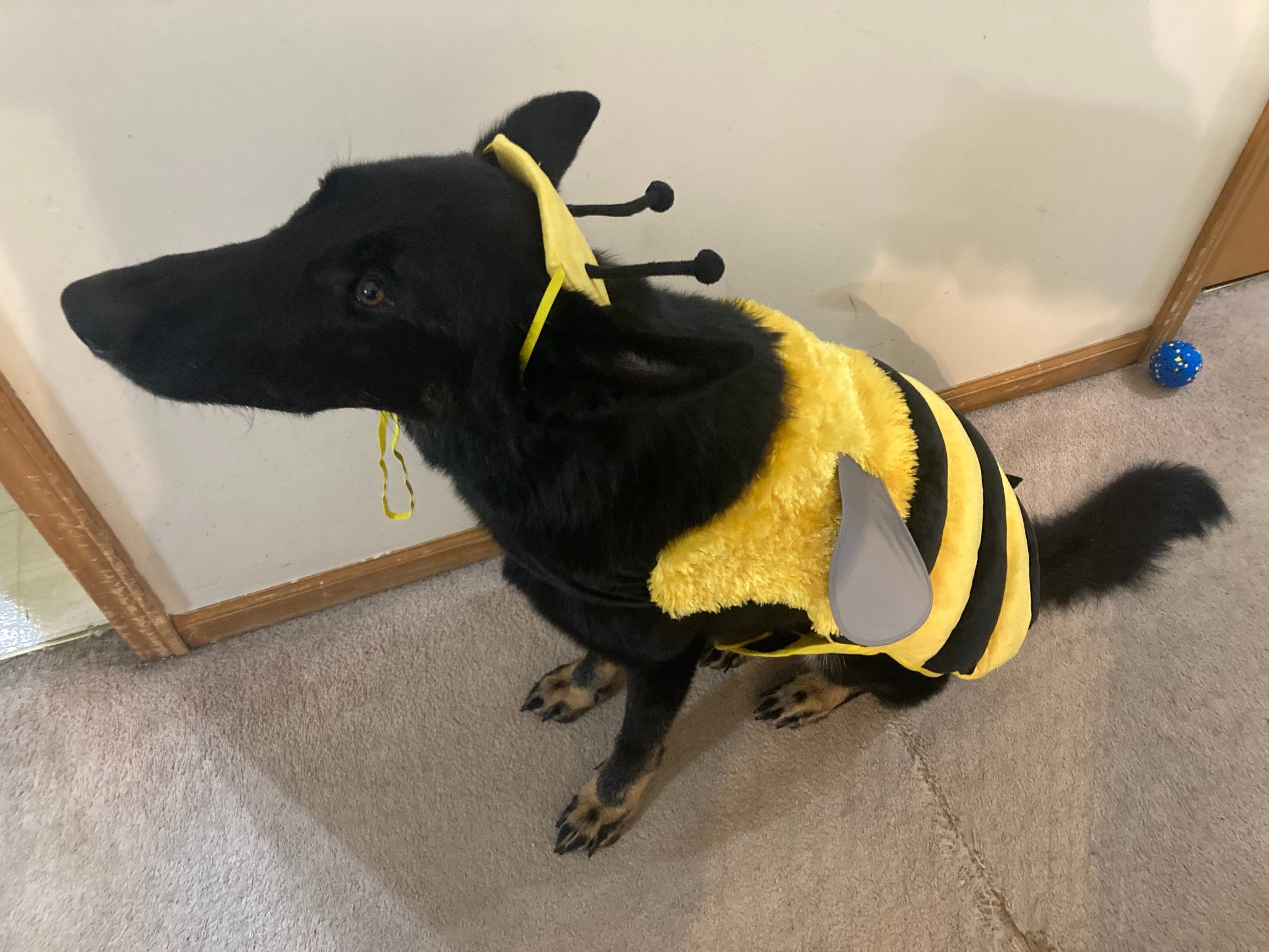 Roscoe the Shepherd — Diagnosis: Addison’s campaign photo, 2 of 7