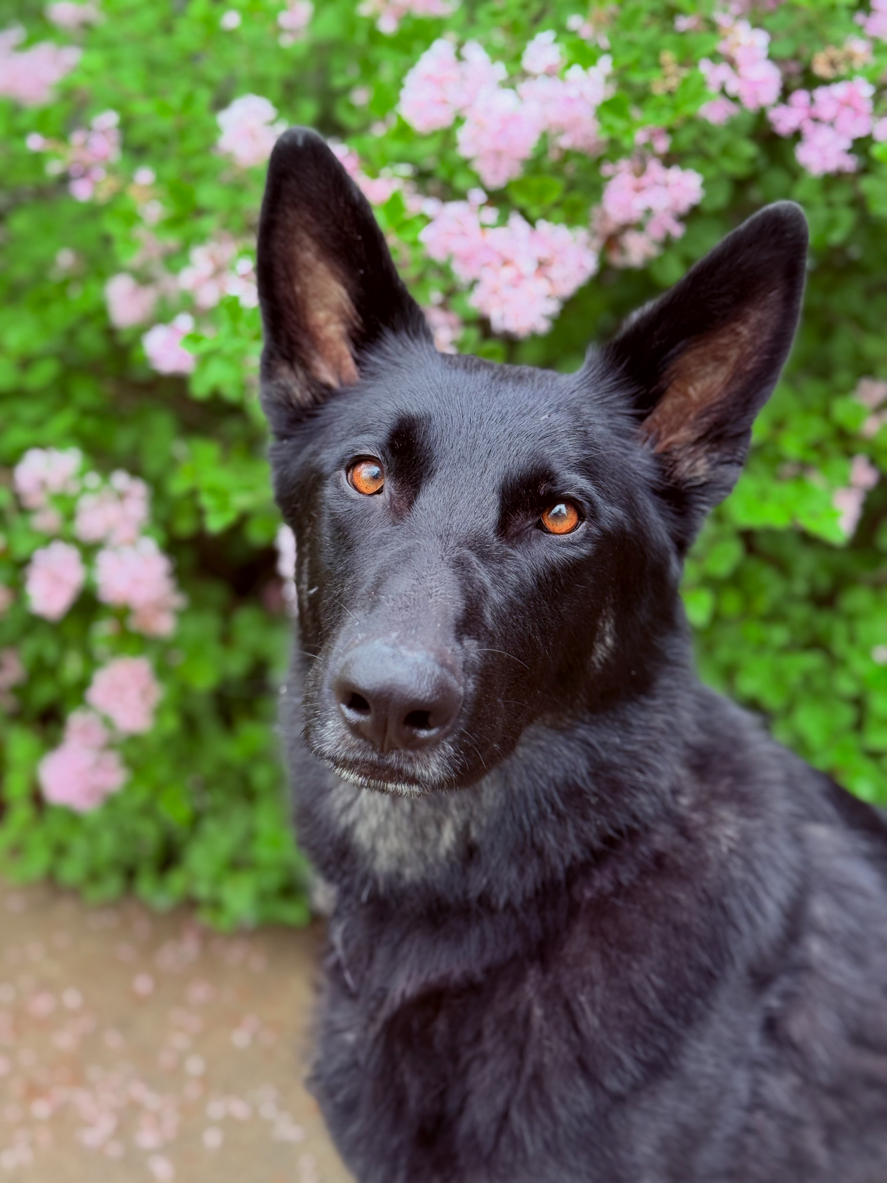 Roscoe the Shepherd — Diagnosis: Addison’s campaign photo, 6 of 7