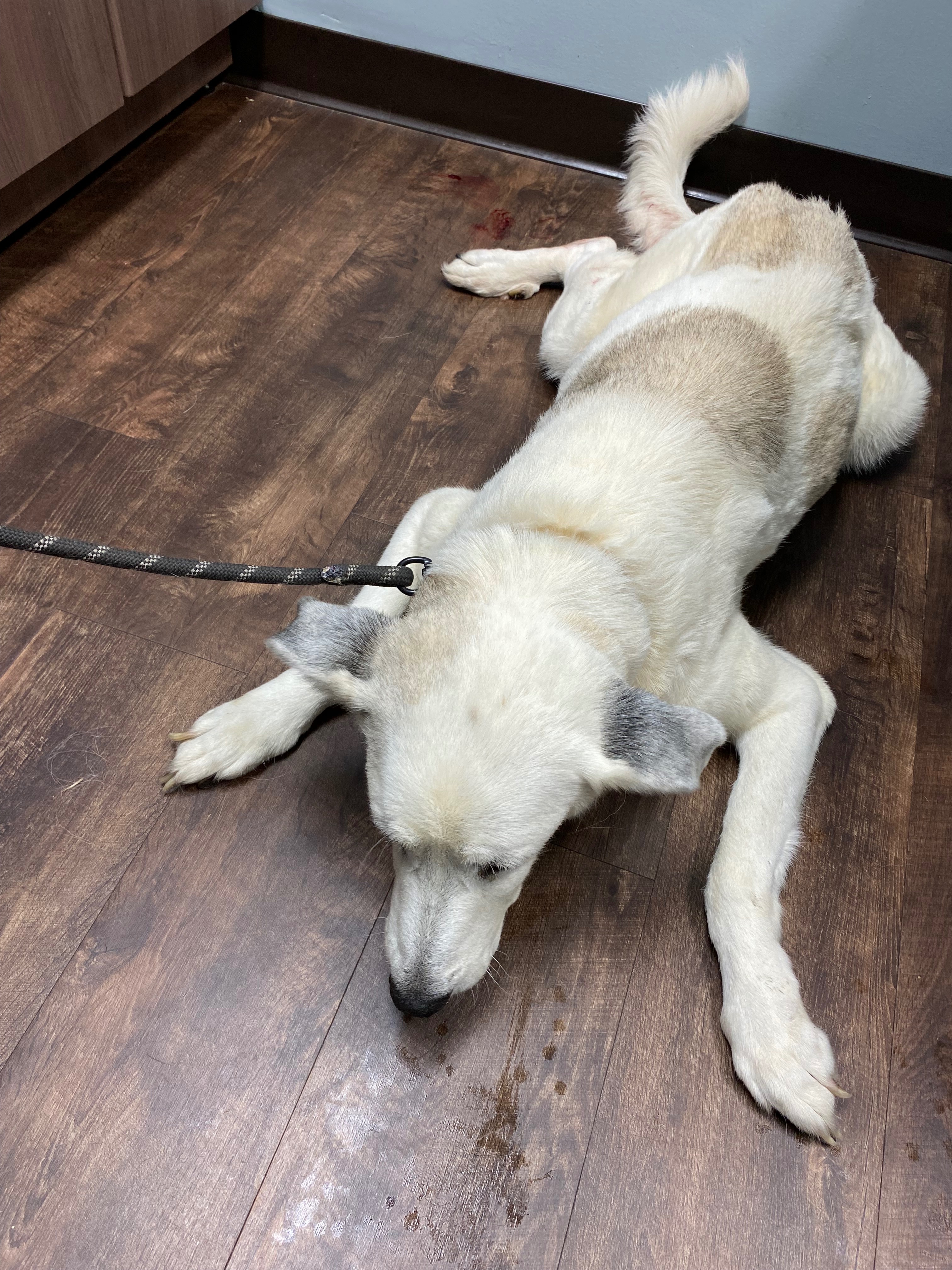 Help Save Sadie’s Life - Urgent Pyometra Surgery campaign photo, 2 of 6