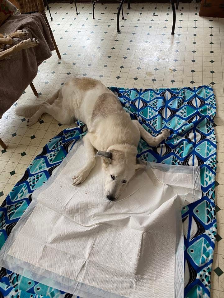 Help Save Sadie’s Life - Urgent Pyometra Surgery campaign photo, 4 of 6