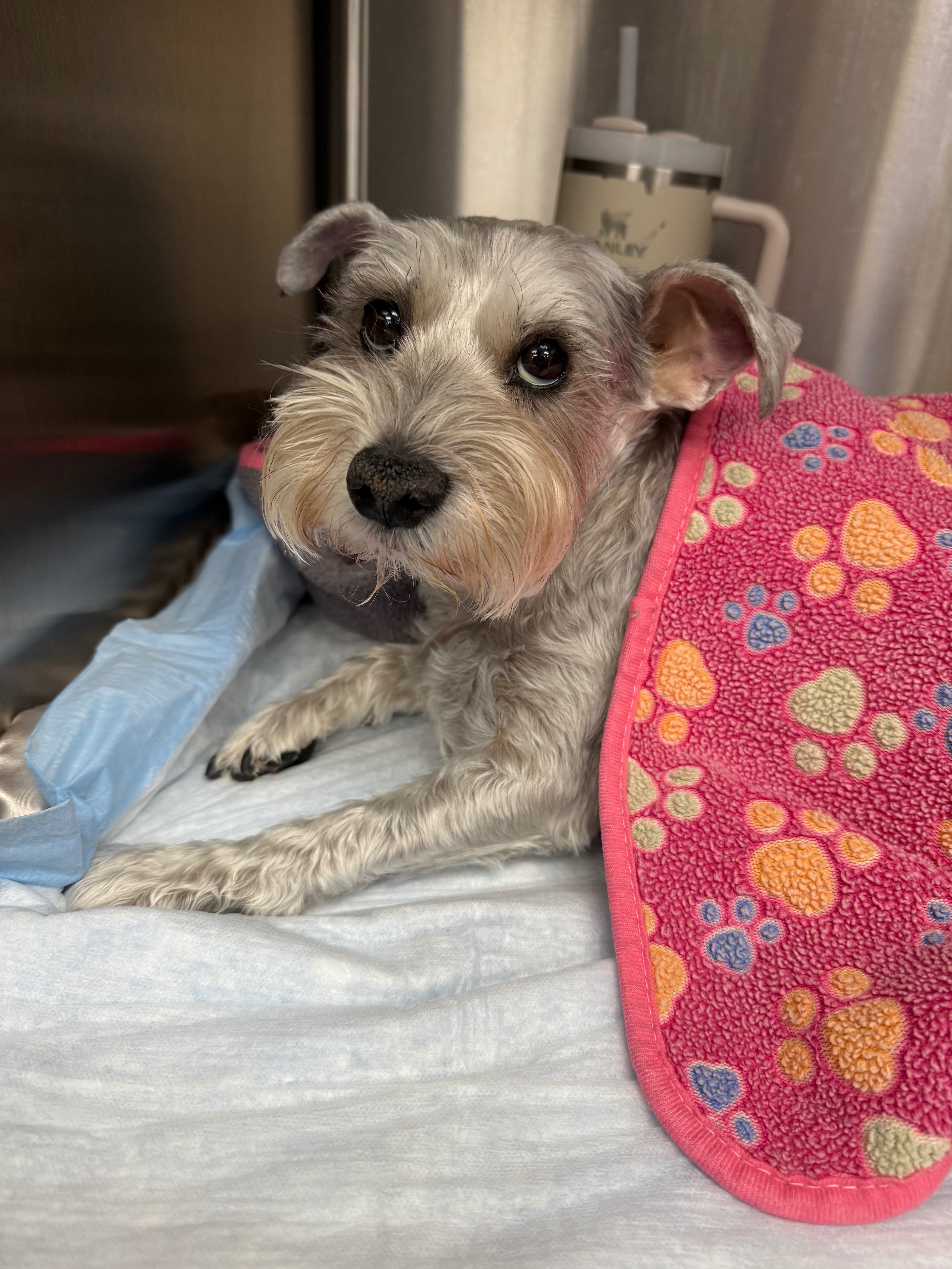Save Maggie: Emergency Treatment Fund campaign photo, 2 of 8