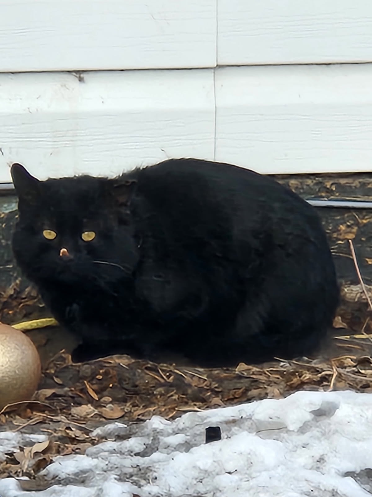 Helping feral cats campaign photo, 7 of 8