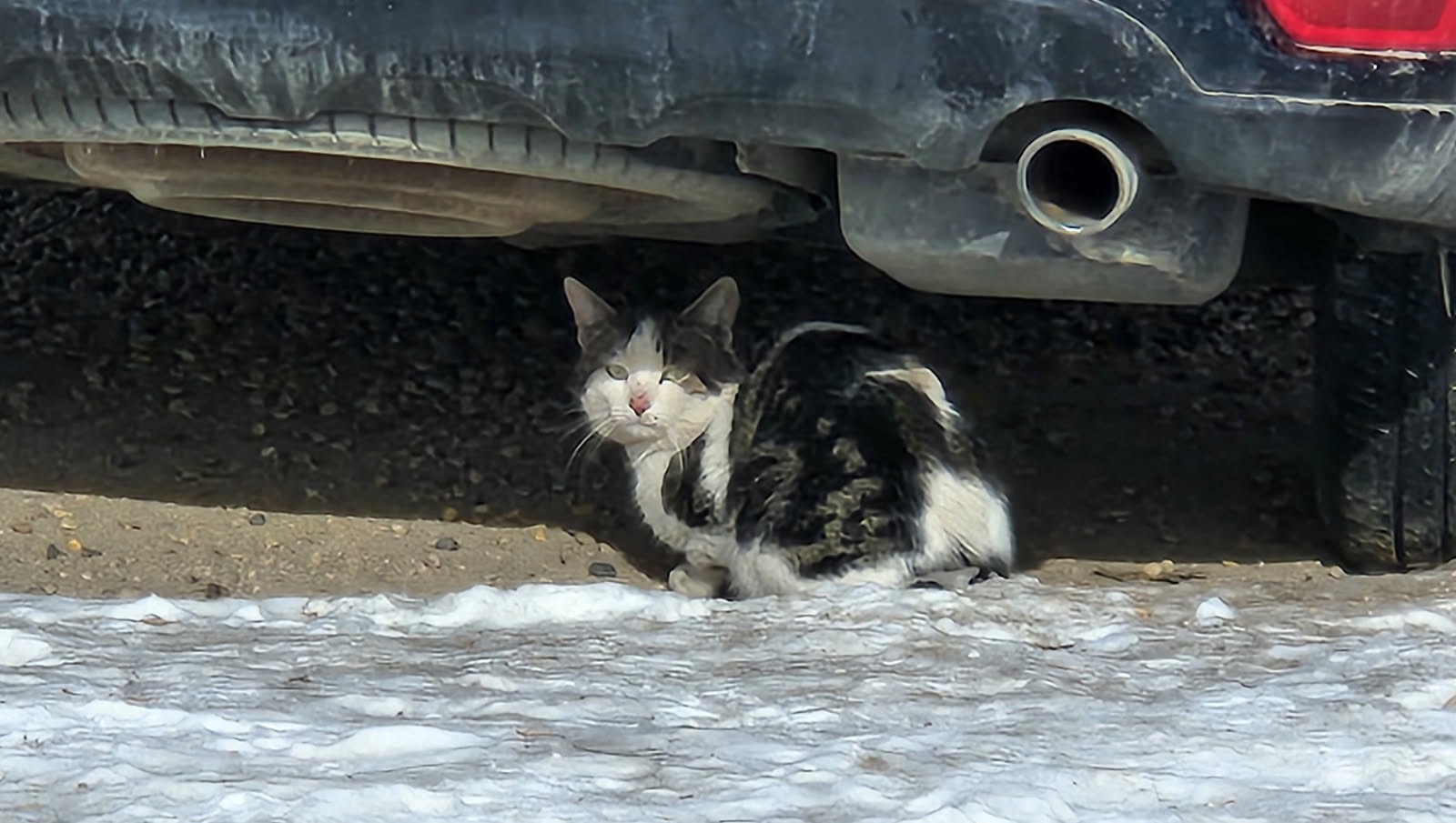 Helping feral cats campaign photo, 4 of 8