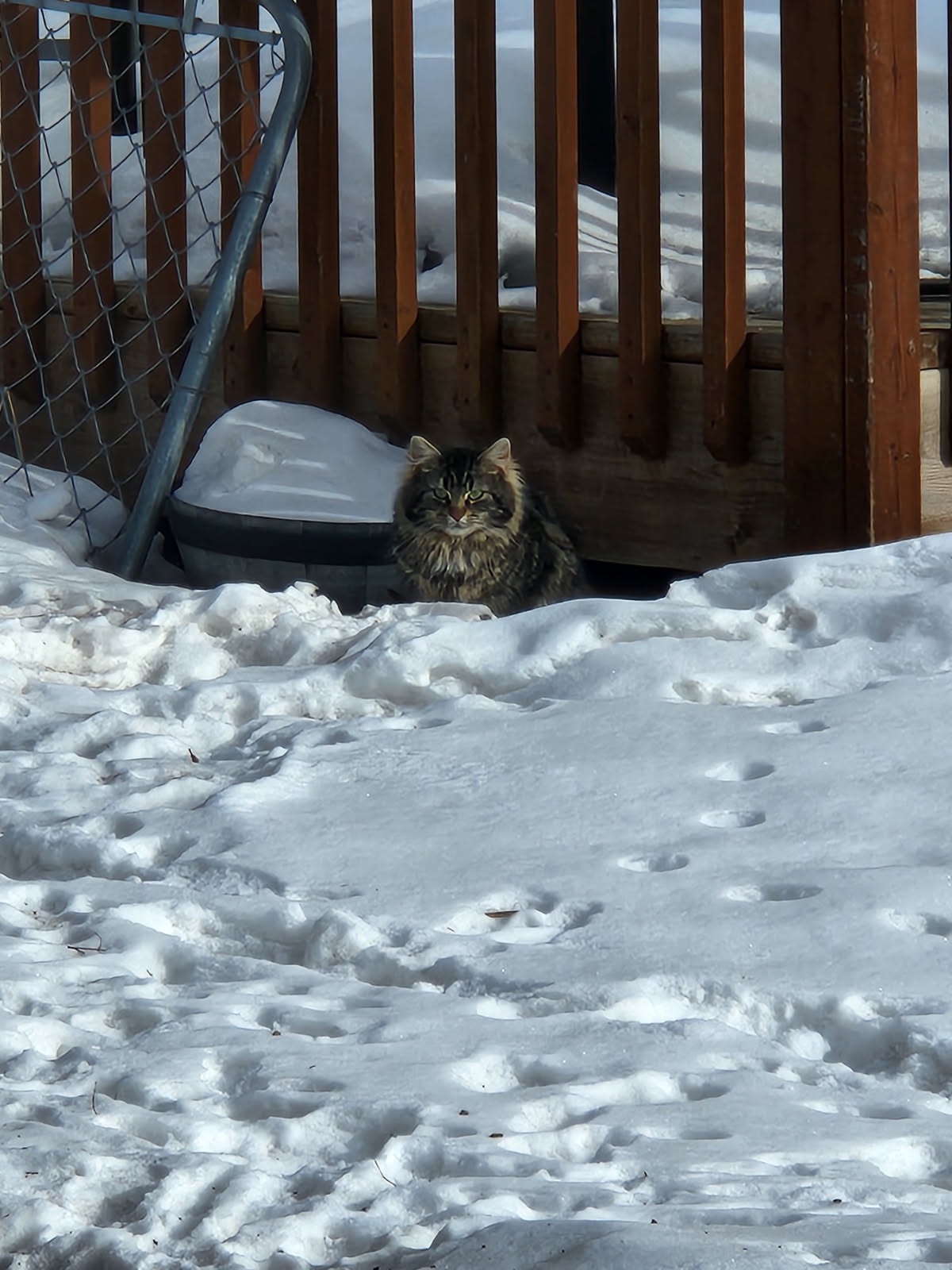 Helping feral cats campaign photo, 2 of 8