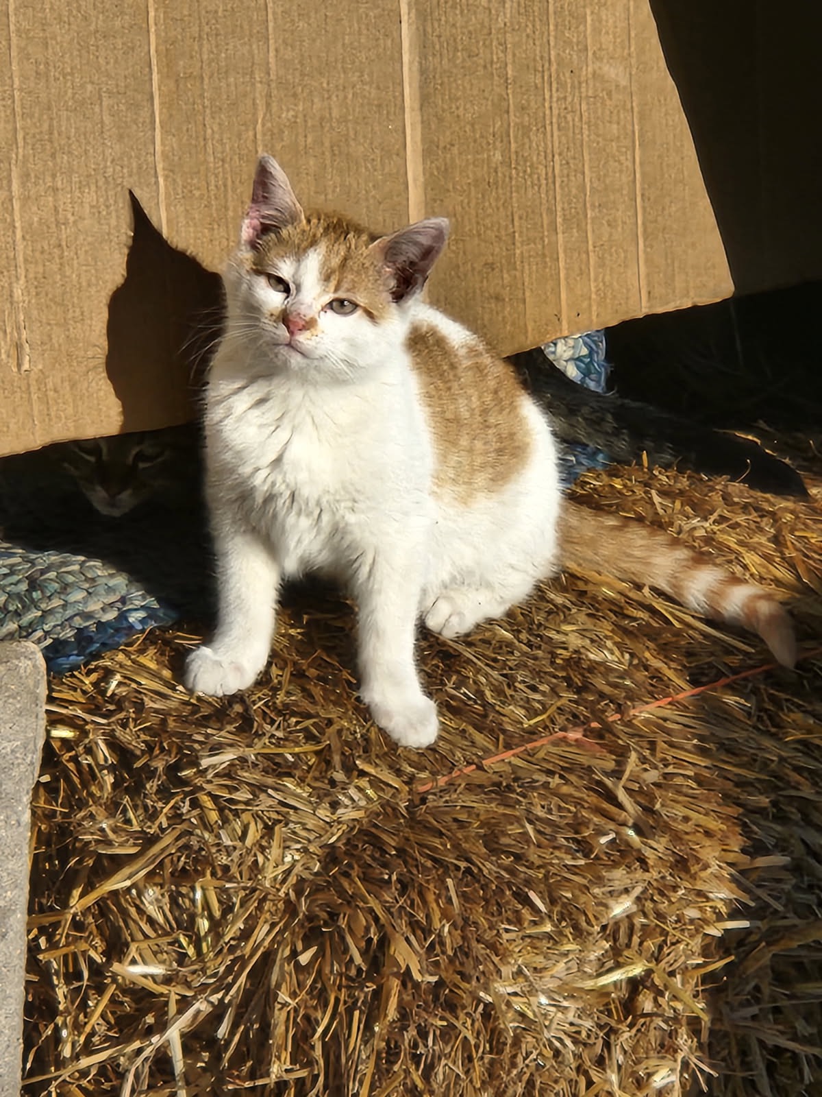 Helping feral cats campaign photo, 5 of 8