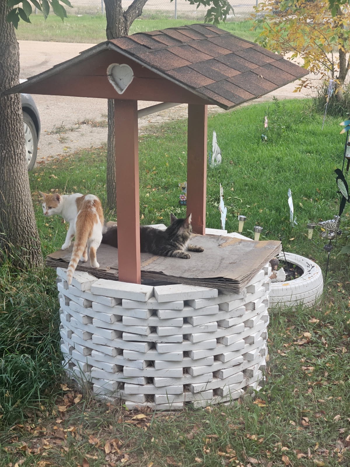 Helping feral cats campaign photo, 6 of 8
