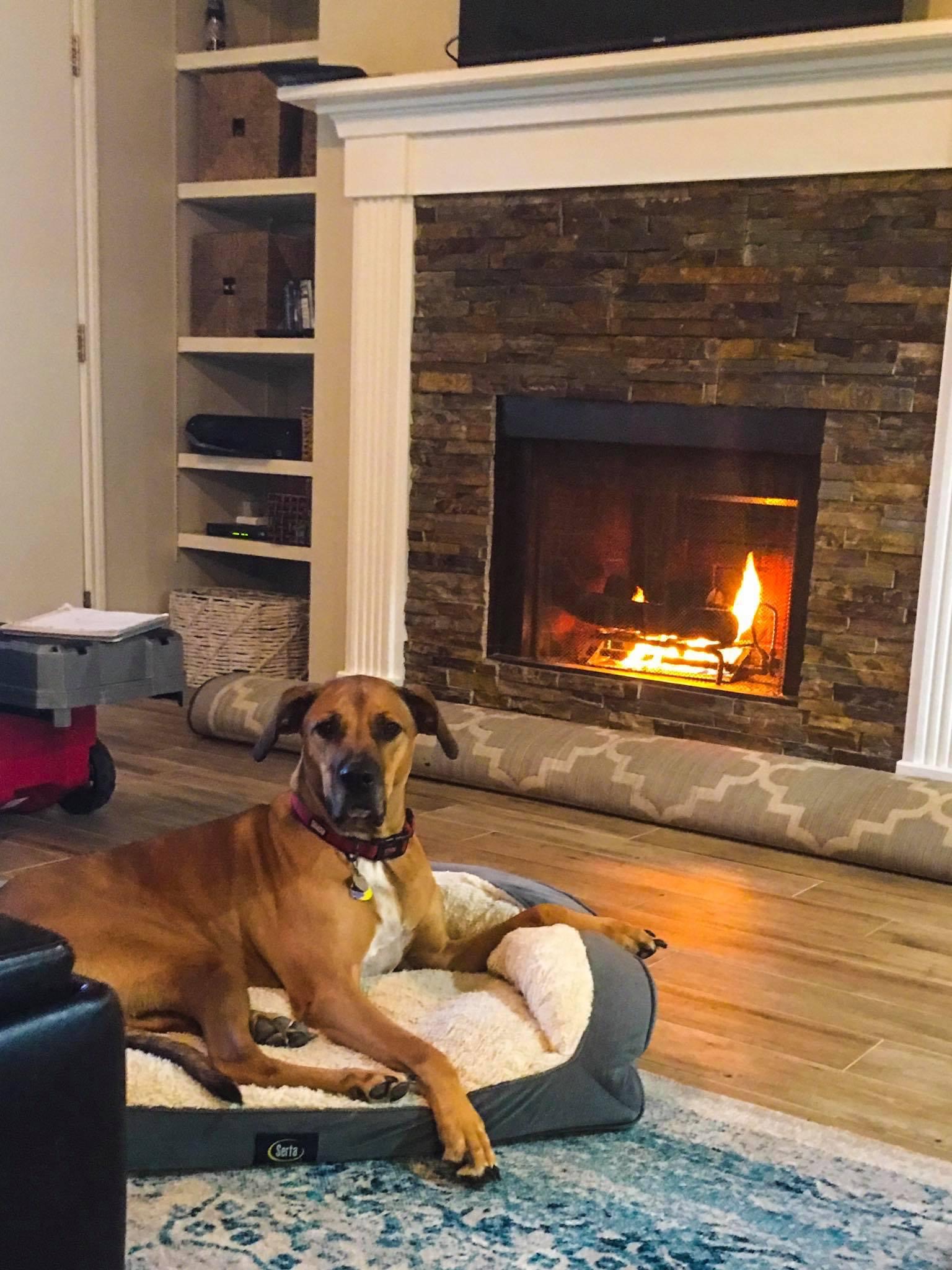 Help Daisy Get Tumor Removal Surgery campaign photo, 2 of 8