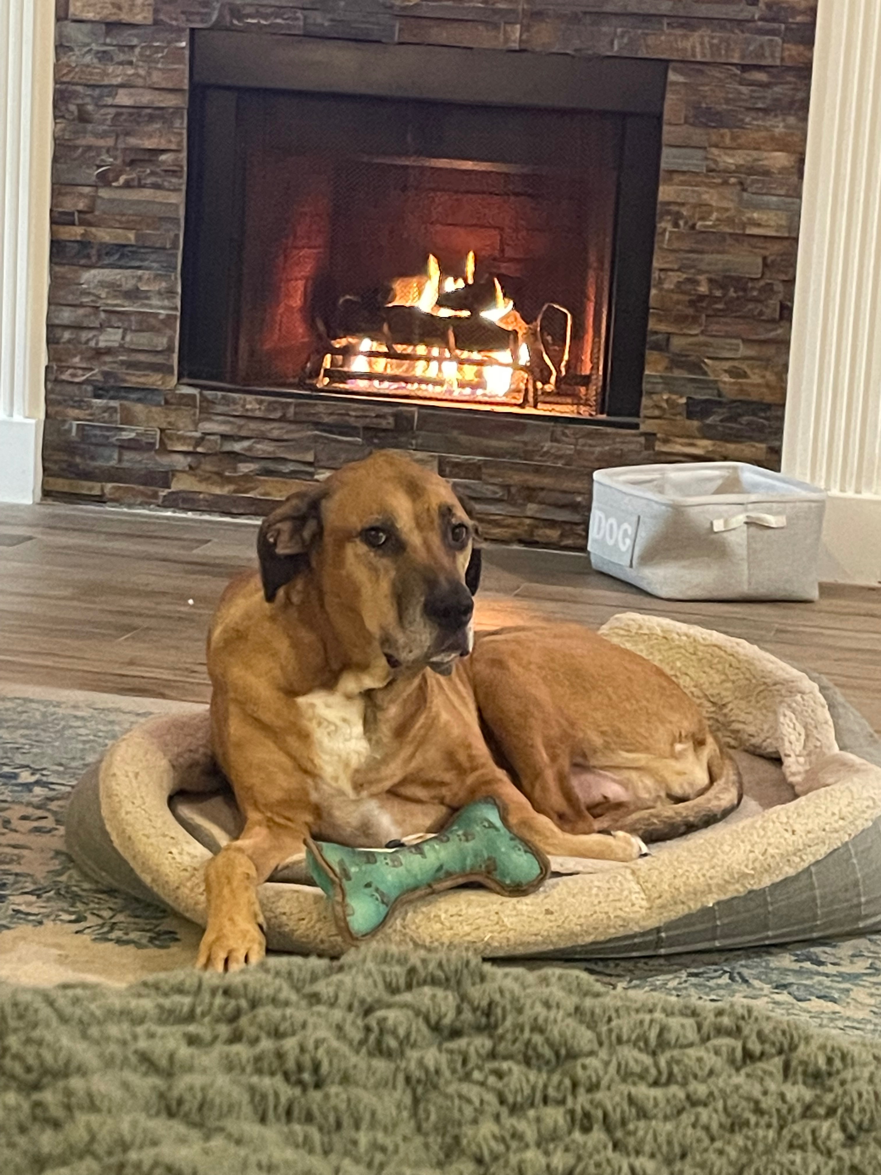 Help Daisy Get Tumor Removal Surgery campaign photo, 5 of 8