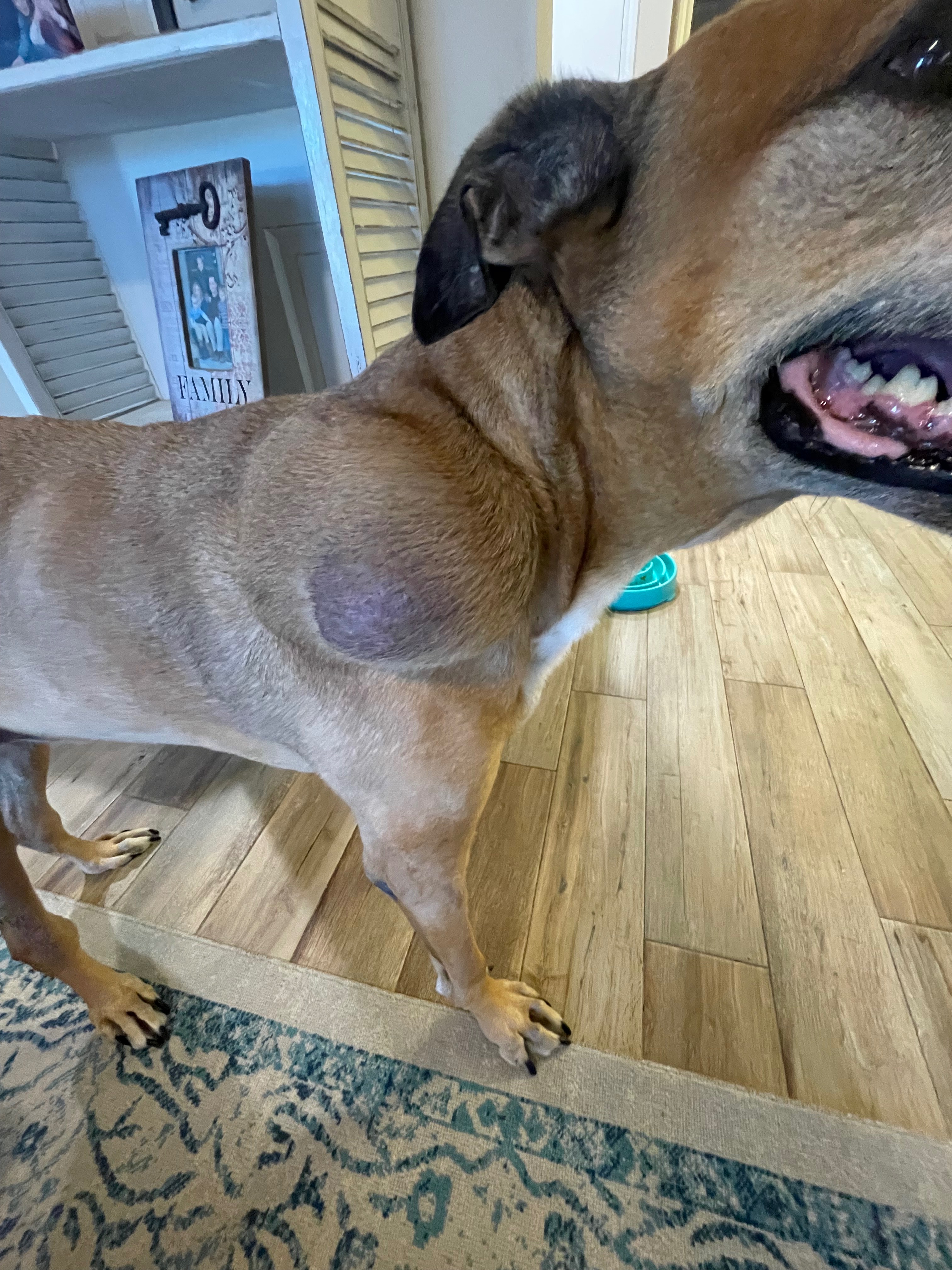 Help Daisy Get Tumor Removal Surgery campaign photo, 6 of 8