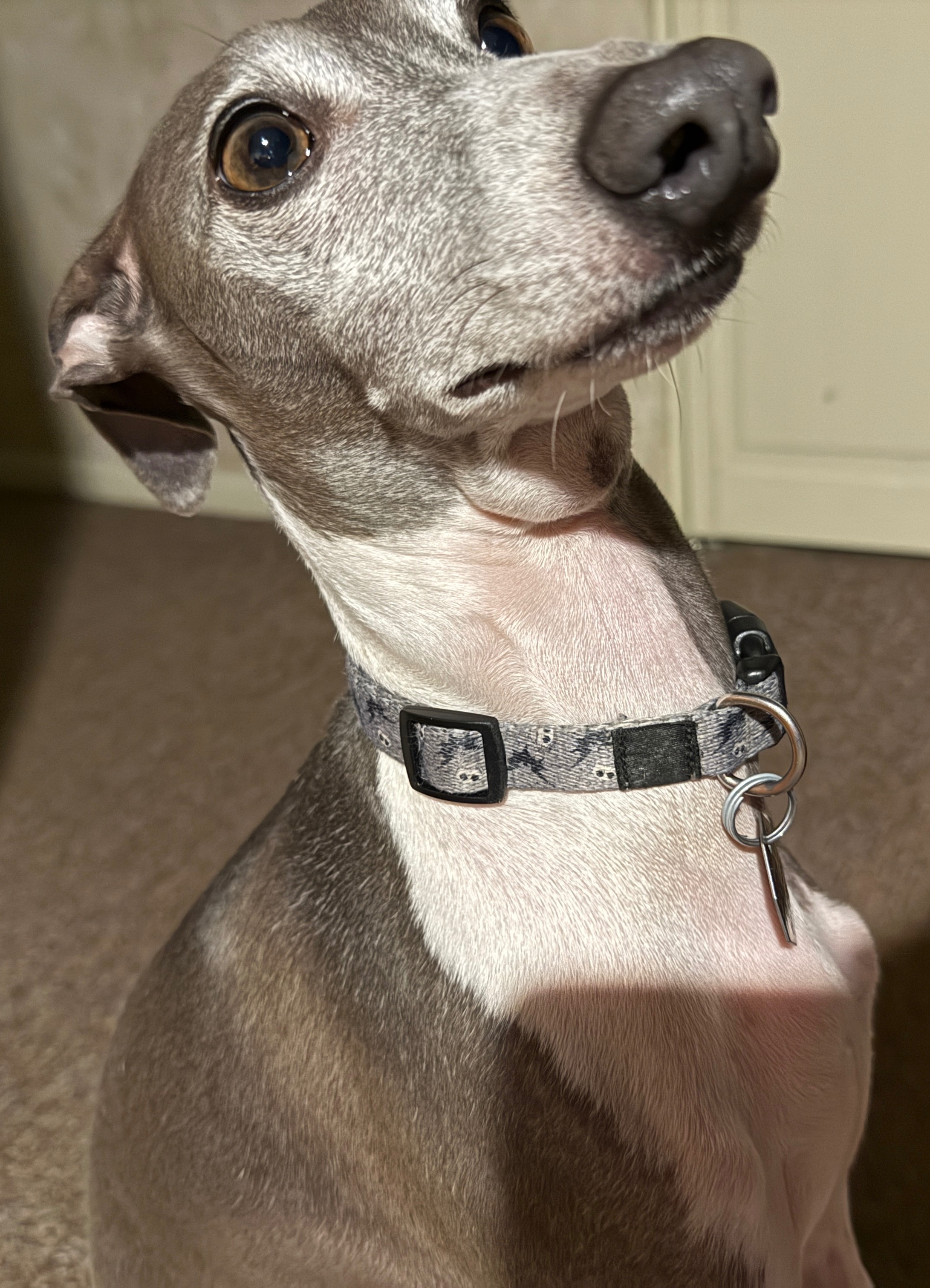 Willie G Salivary Gland Removal at K-State Veterinary School campaign photo, 5 of 6