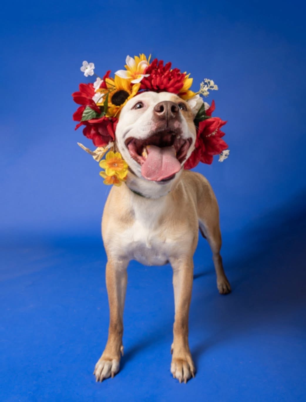 Help Her Finish Her Journey Home ❤️ campaign photo, 2 of 5