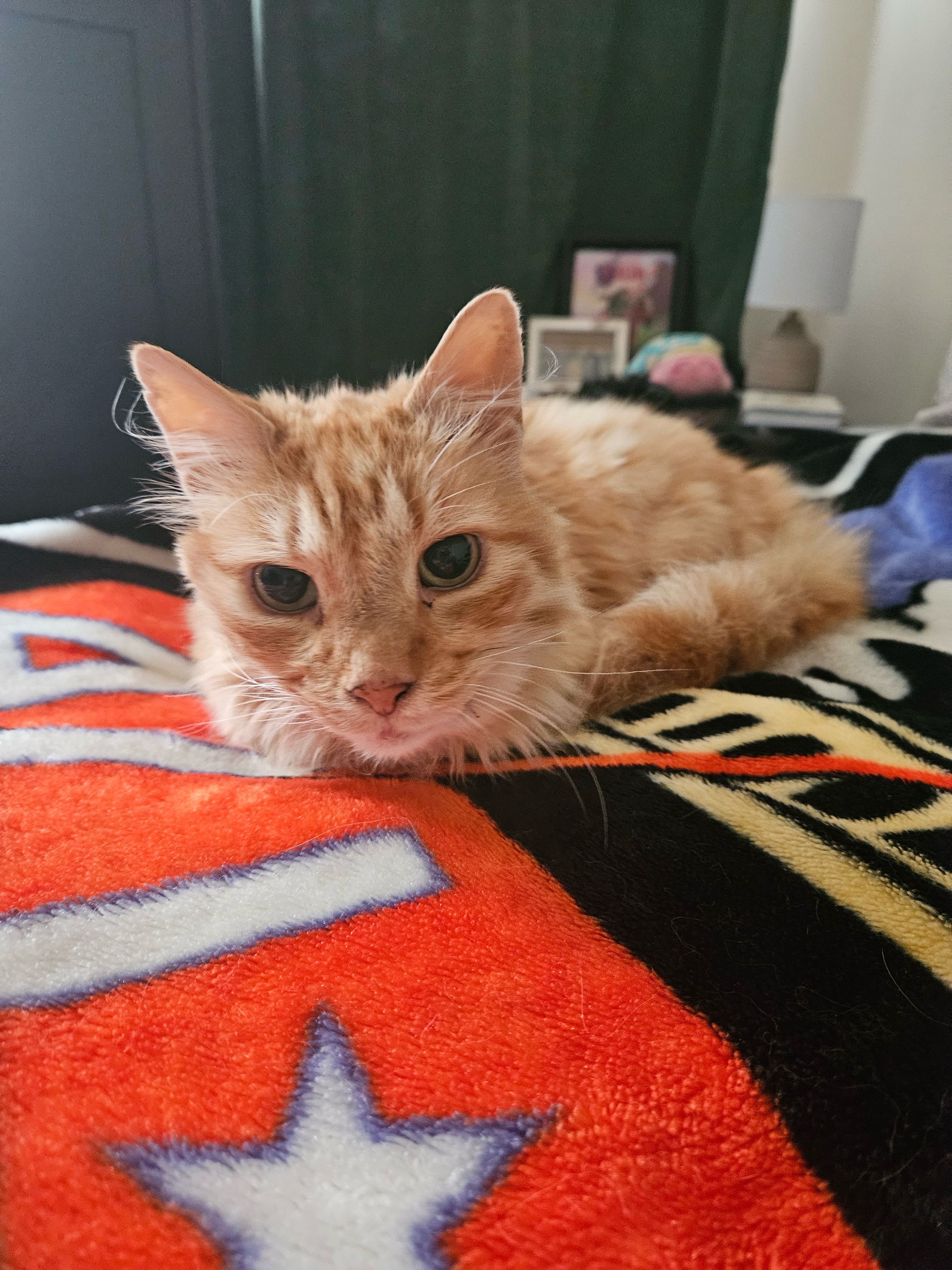 Homer the cat needs your help campaign photo, 6 of 7