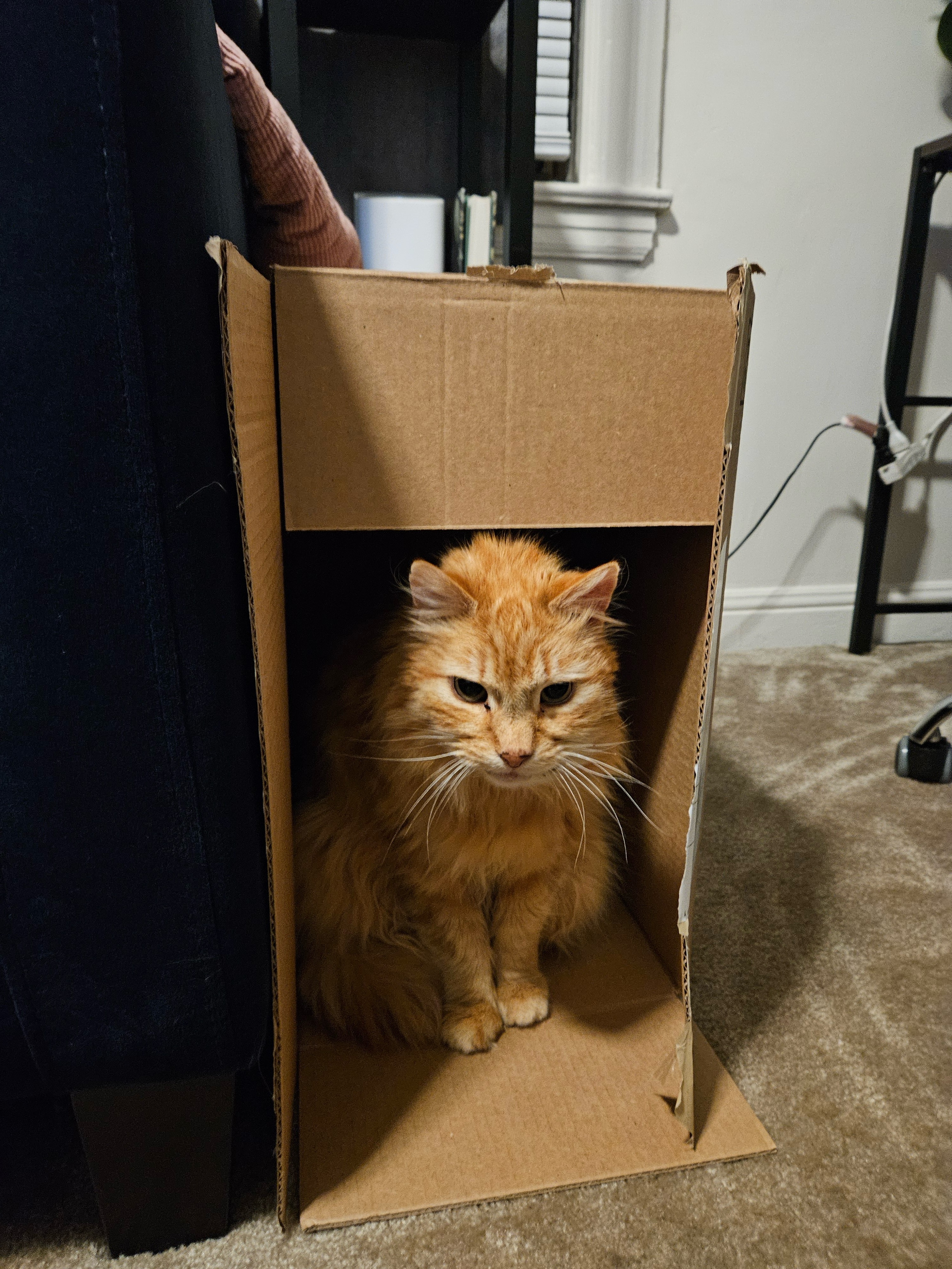 Homer the cat needs your help campaign photo, 2 of 7