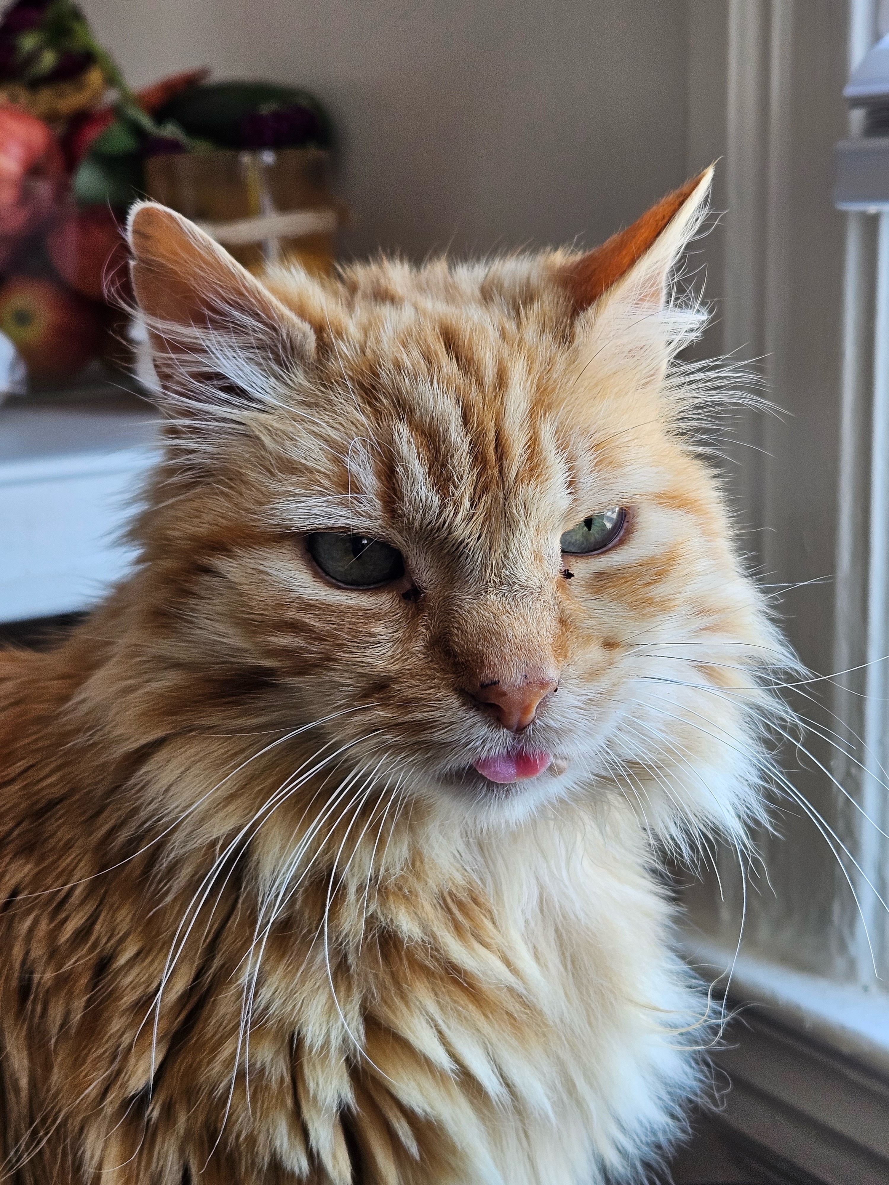 Homer the cat needs your help campaign photo, 4 of 7