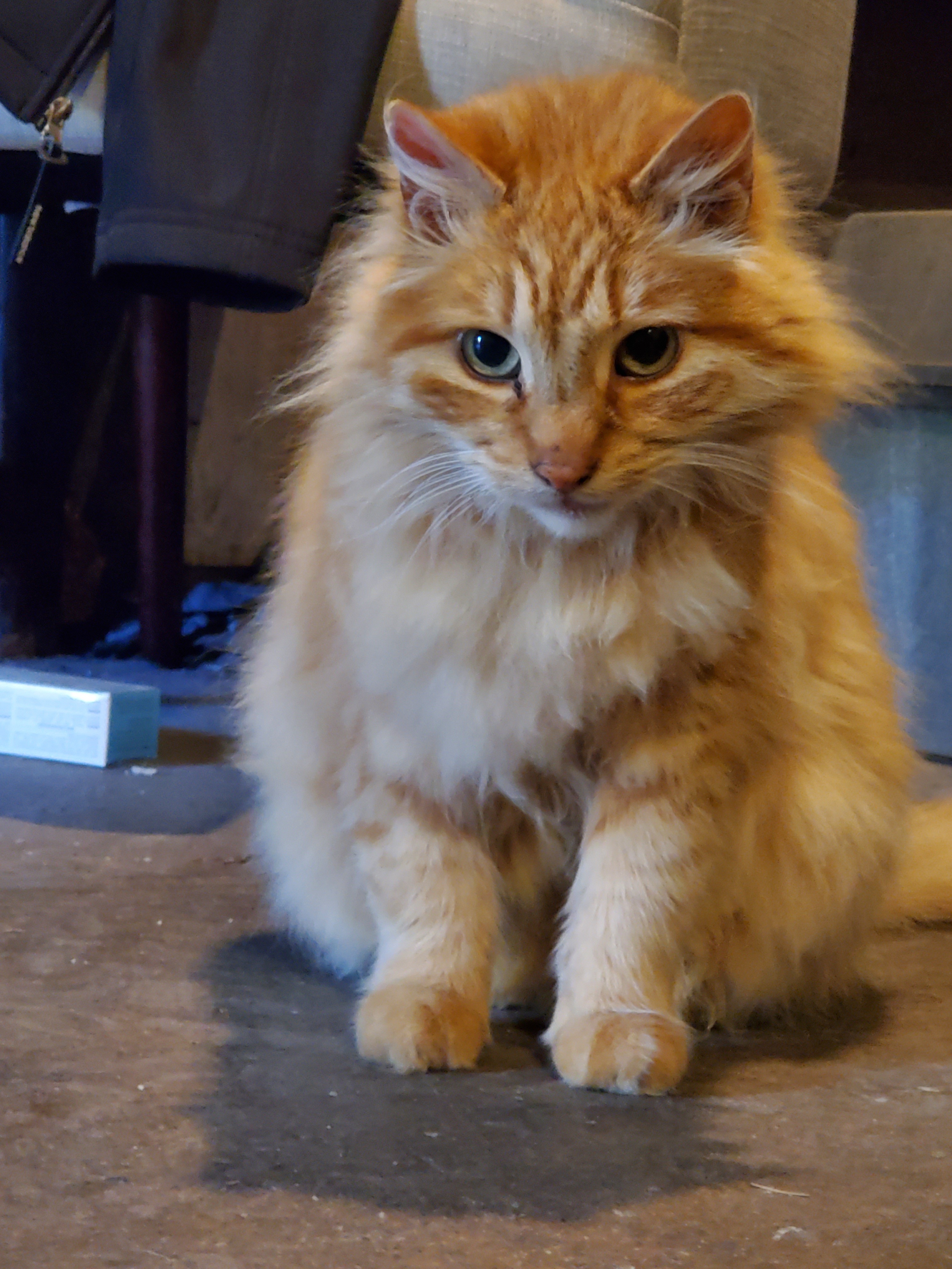 Homer the cat needs your help campaign photo, 5 of 7