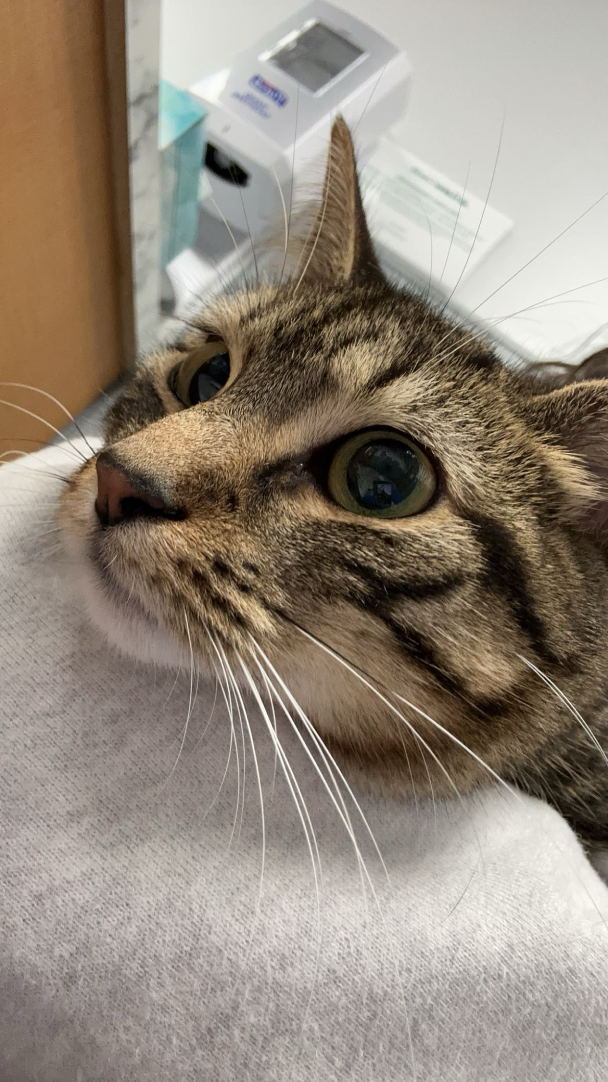 Support Lily's Life-Saving Surgery campaign photo, 2 of 7