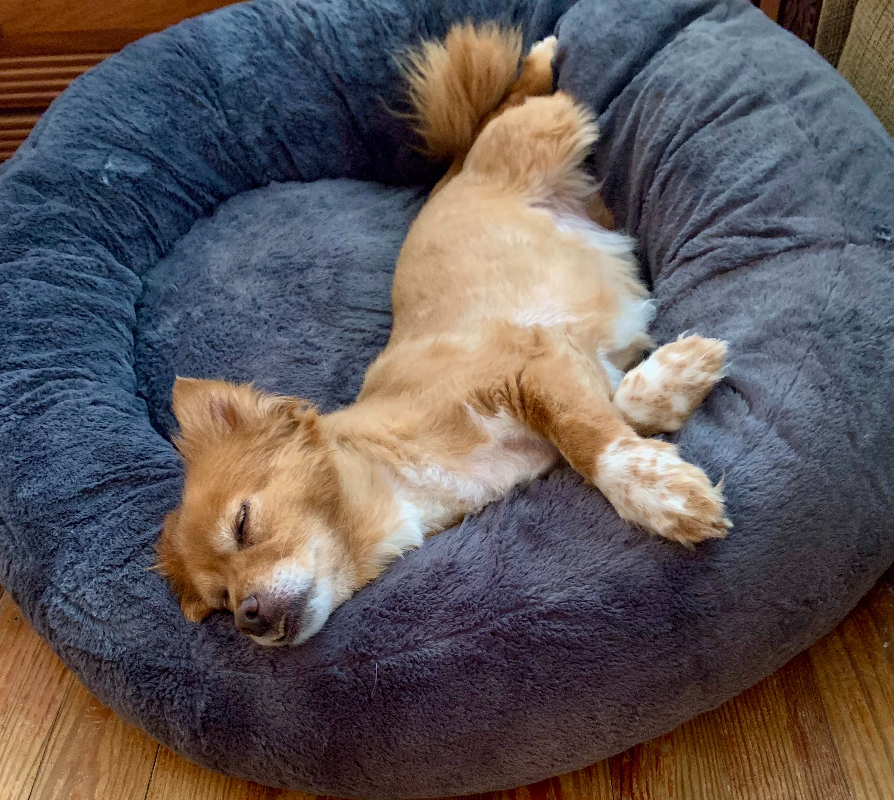 Urgent Eye Surgery for Fuzzy: Your Help Needed campaign photo, 7 of 8