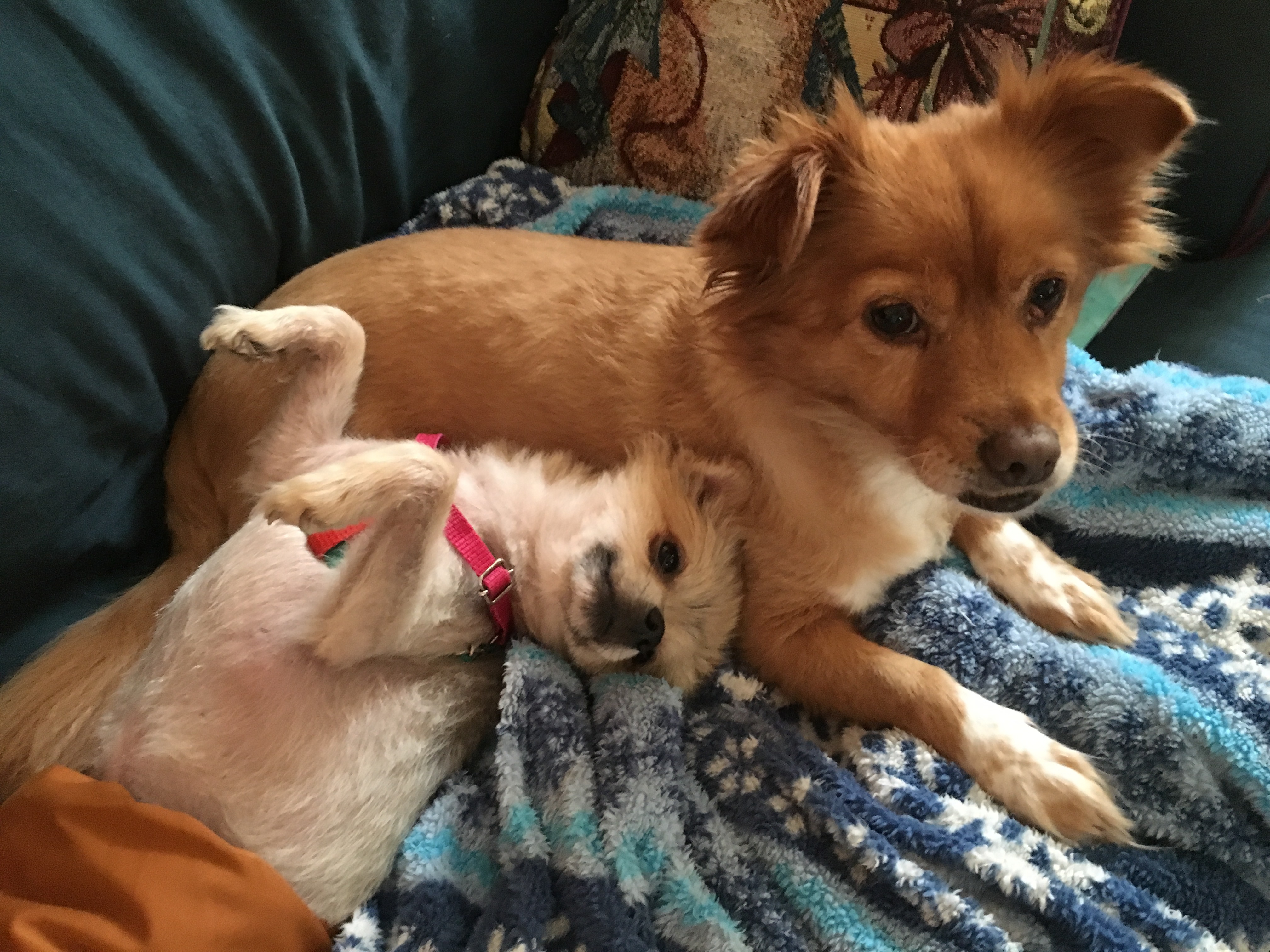 Urgent Eye Surgery for Fuzzy: Your Help Needed campaign photo, 4 of 8