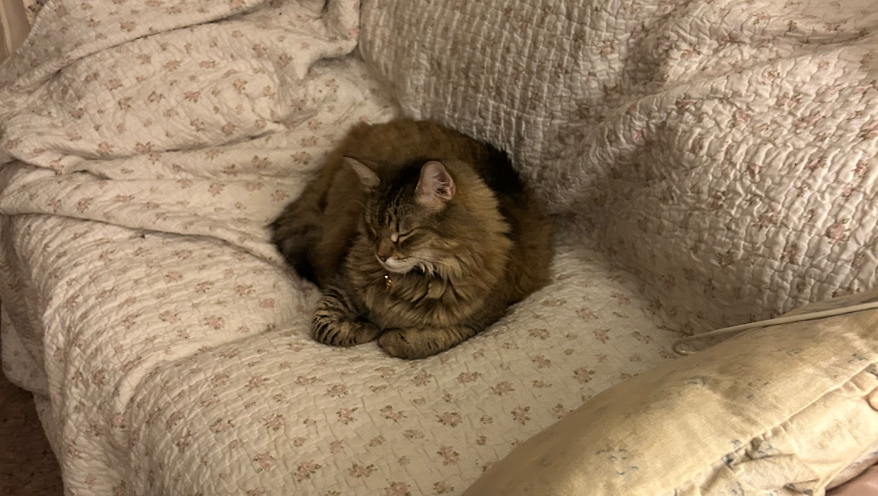 My cat needs prescription food for urinary problems photo
