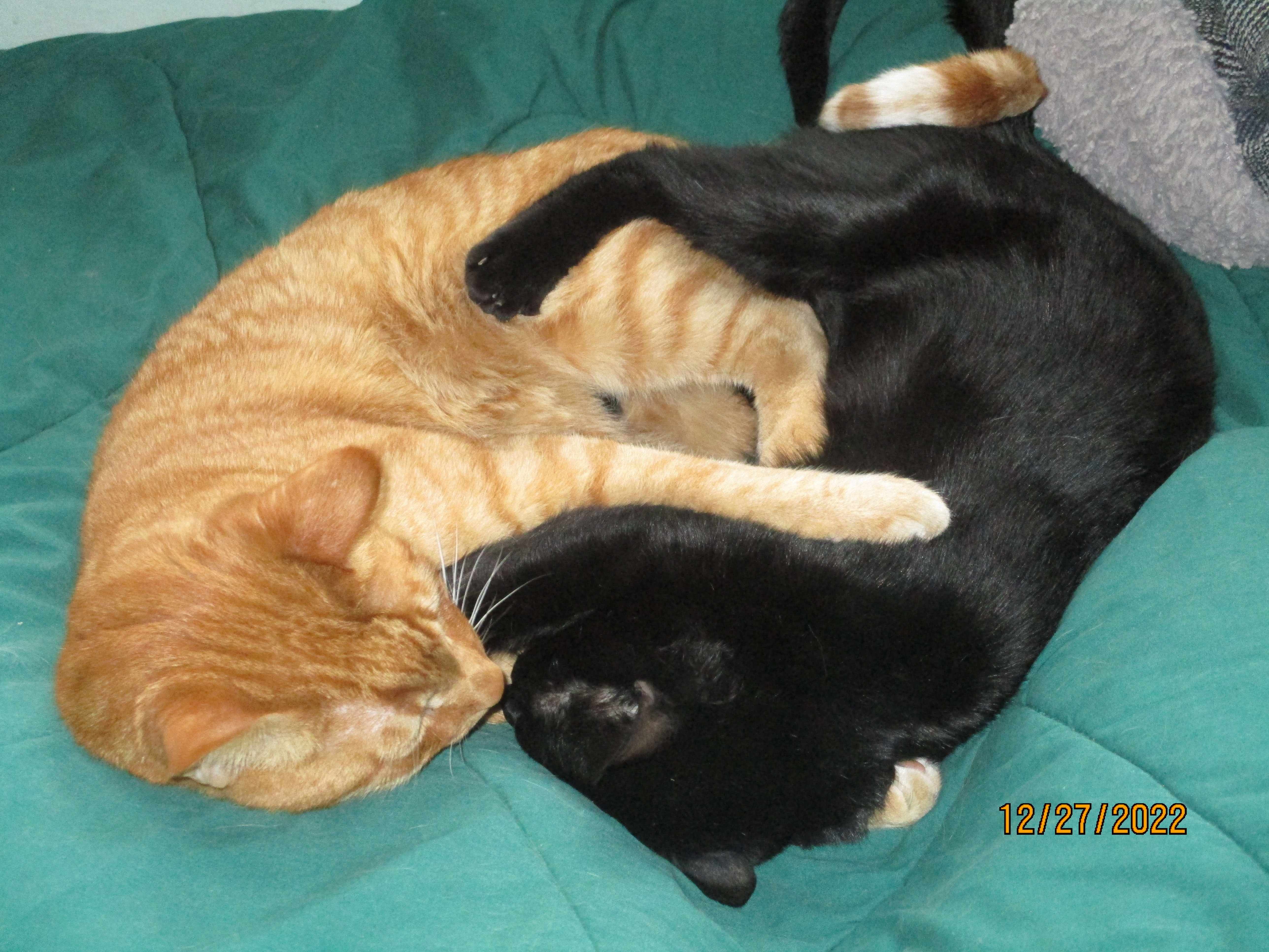 Help Tigger and Valerie get well soon. campaign photo, 4 of 5