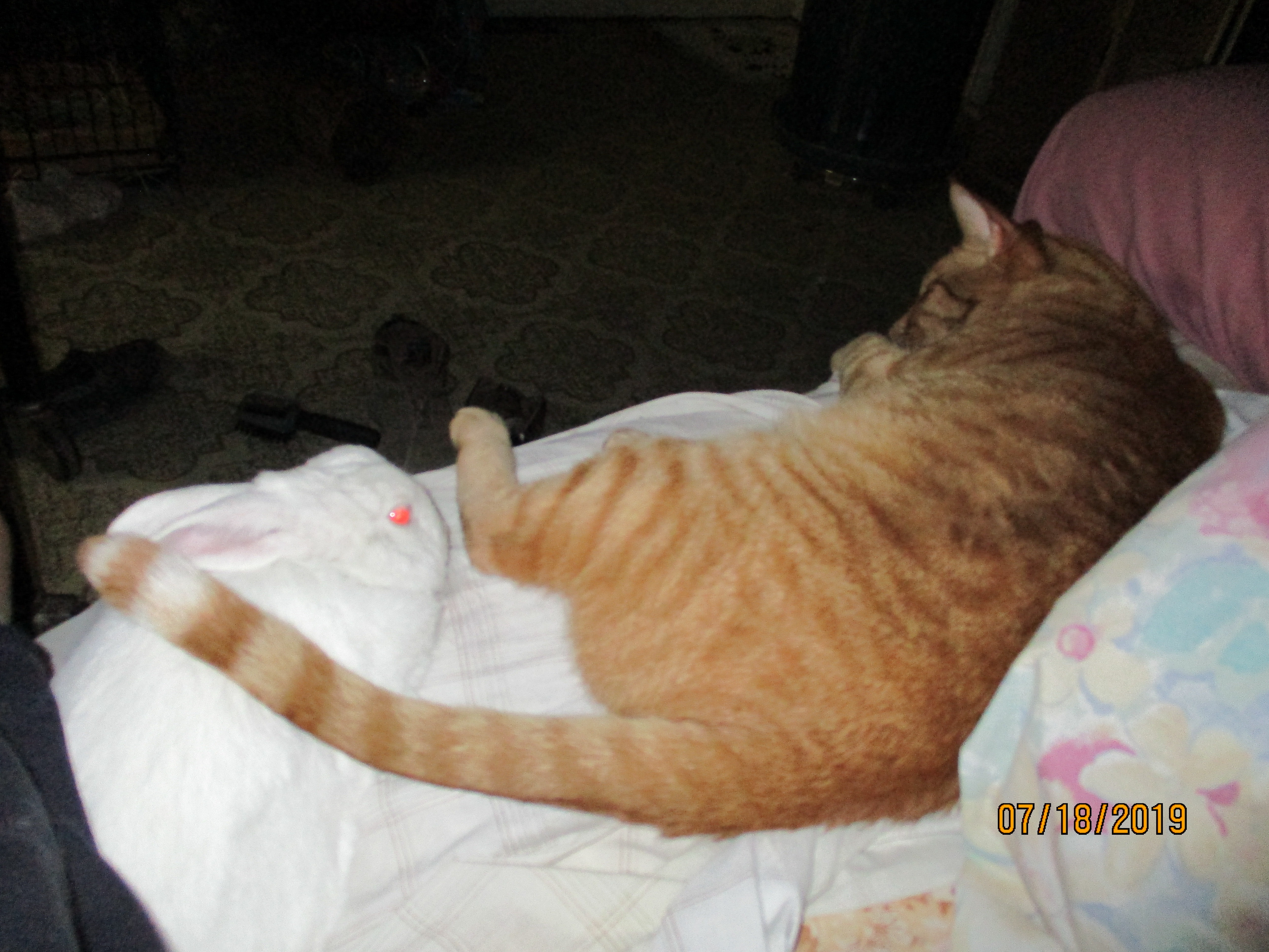 Help Tigger and Valerie get well soon. campaign photo, 2 of 5