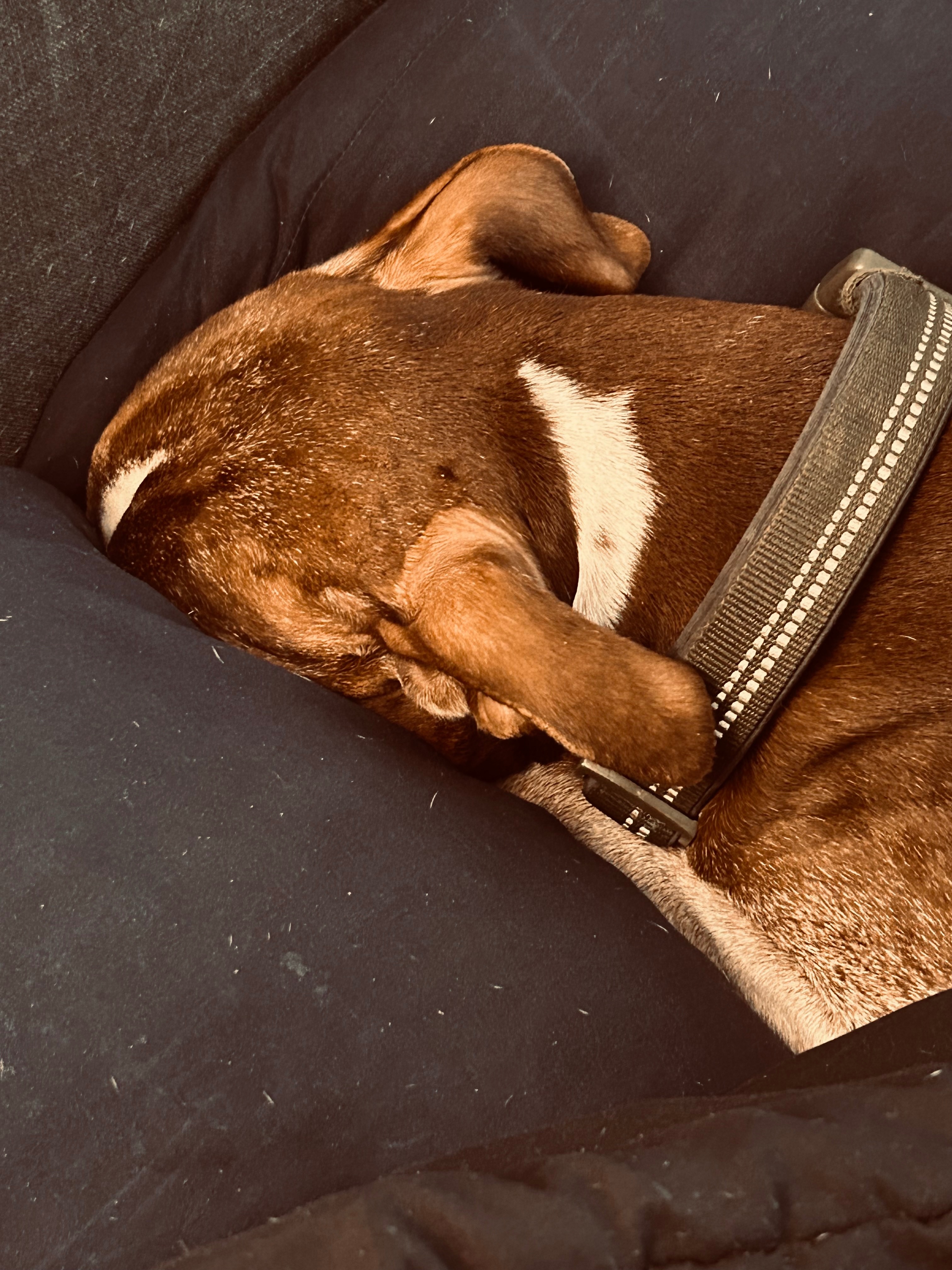 Save Sammy: Urgent Medical Help Needed campaign photo, 4 of 5