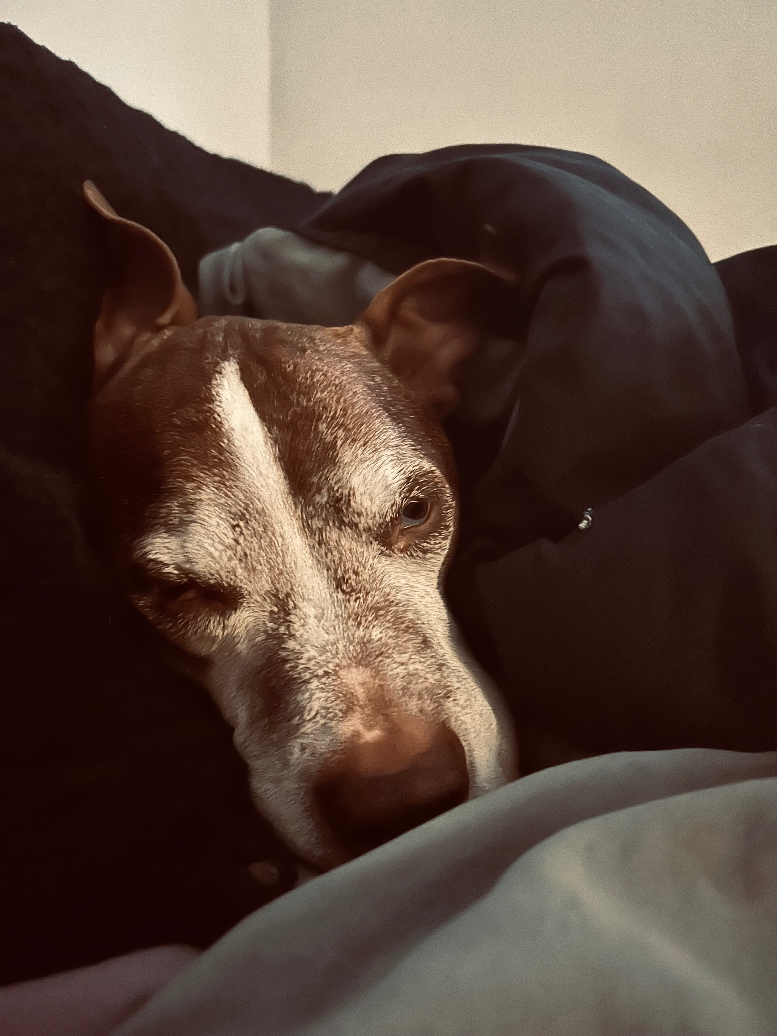 Save Sammy: Urgent Medical Help Needed campaign photo, 2 of 5