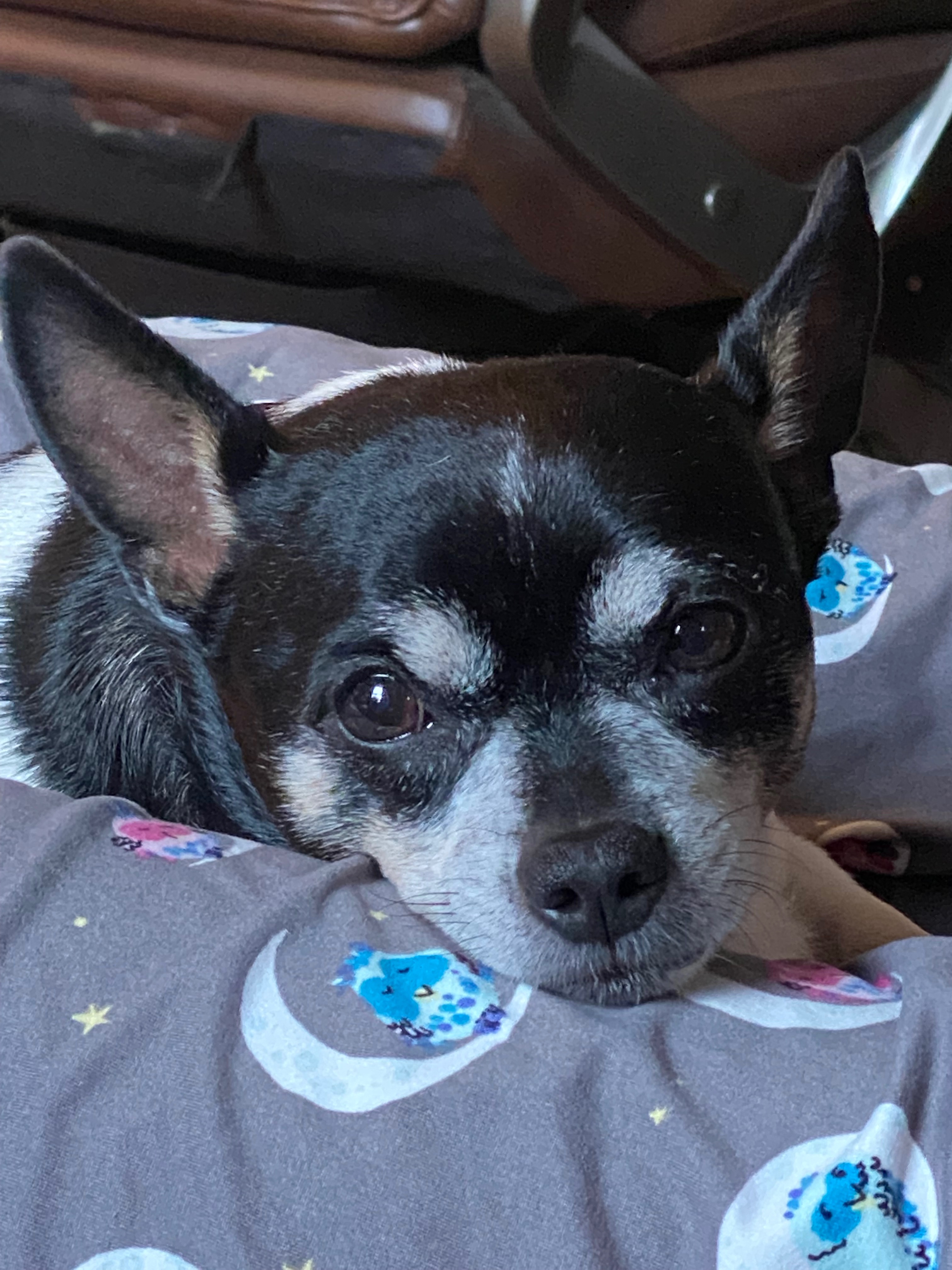 Furbaby Daisy campaign photo, 2 of 8