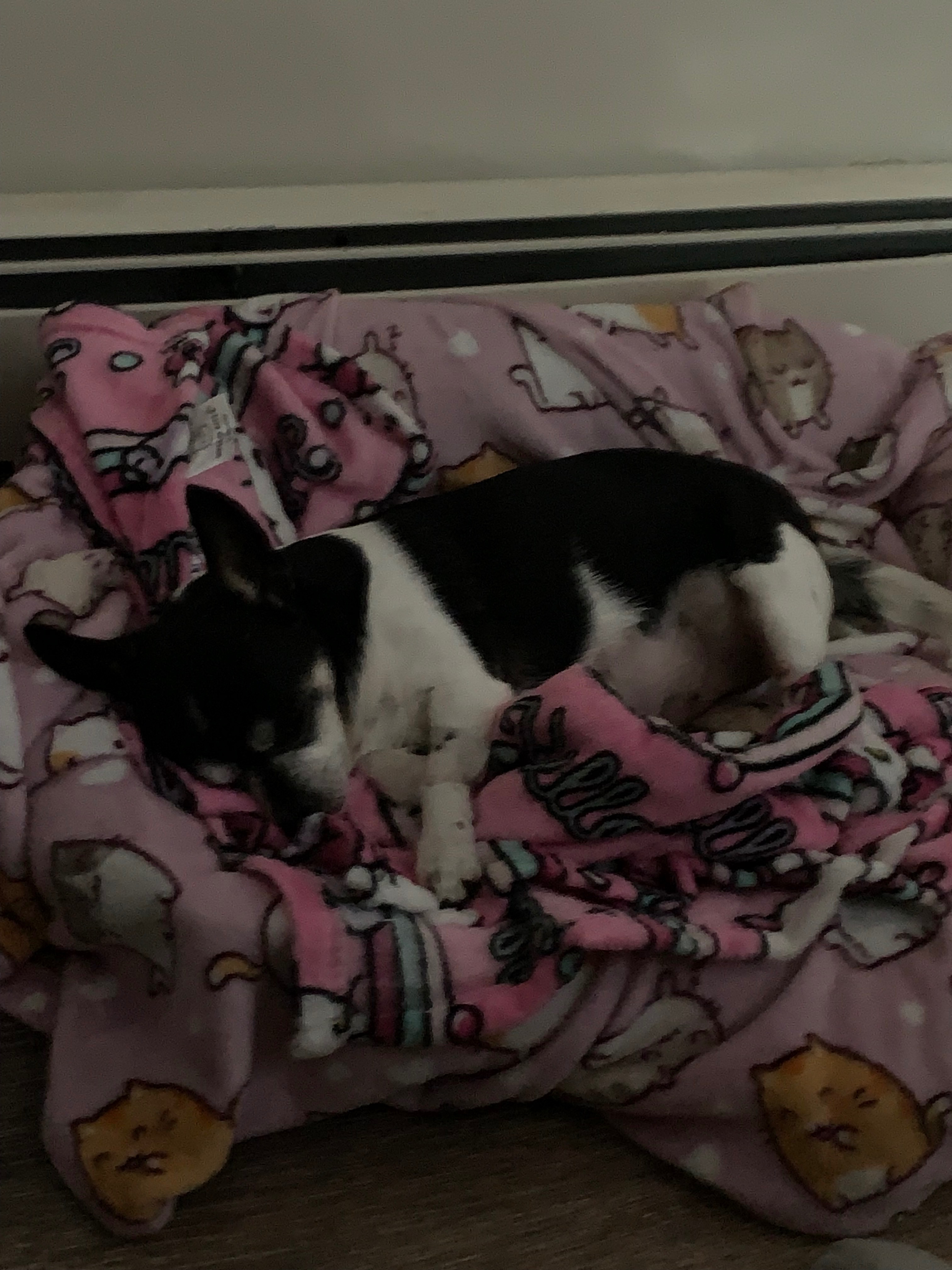 Furbaby Daisy campaign photo, 4 of 8