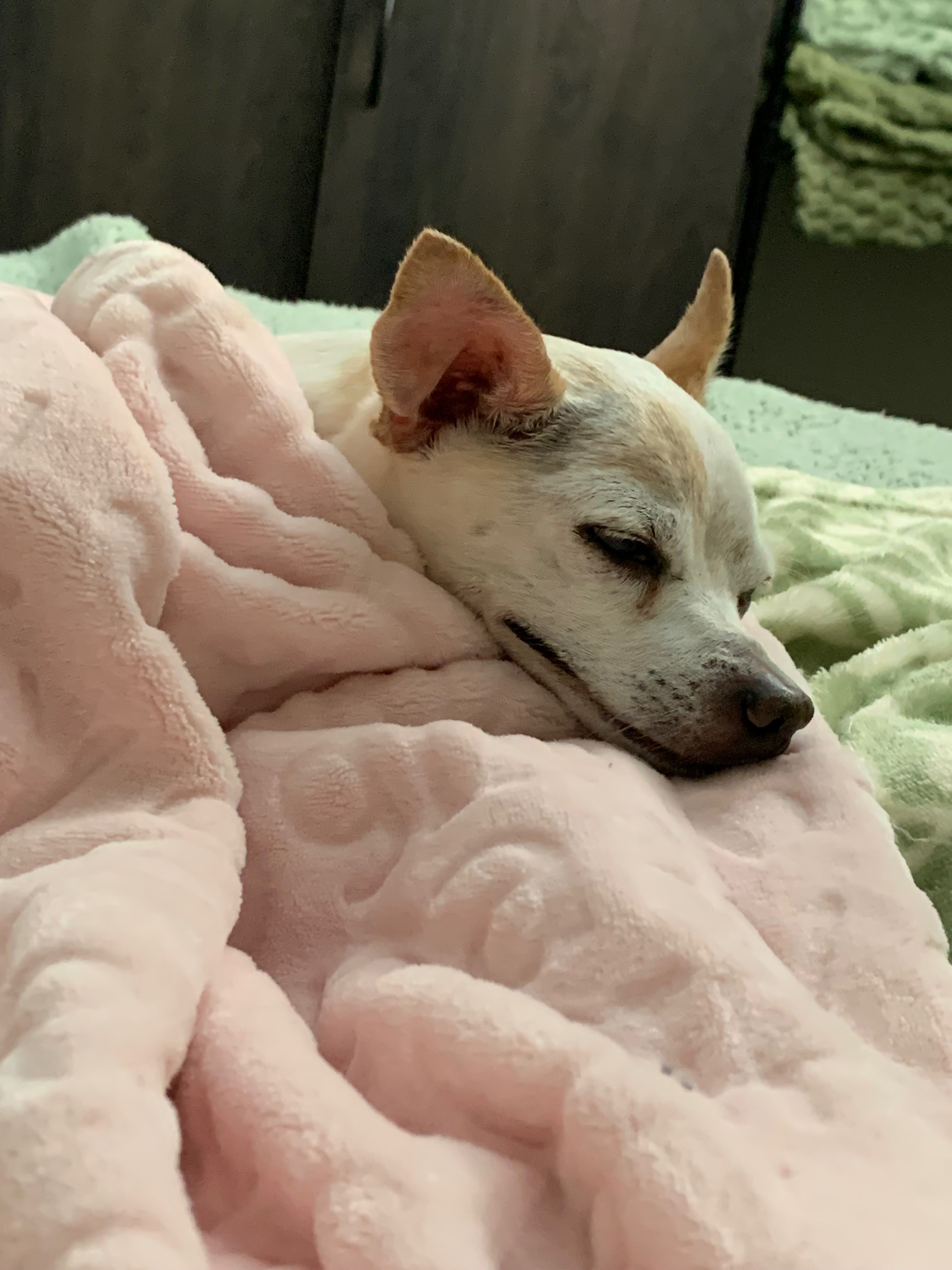 Furbaby Daisy campaign photo, 6 of 8