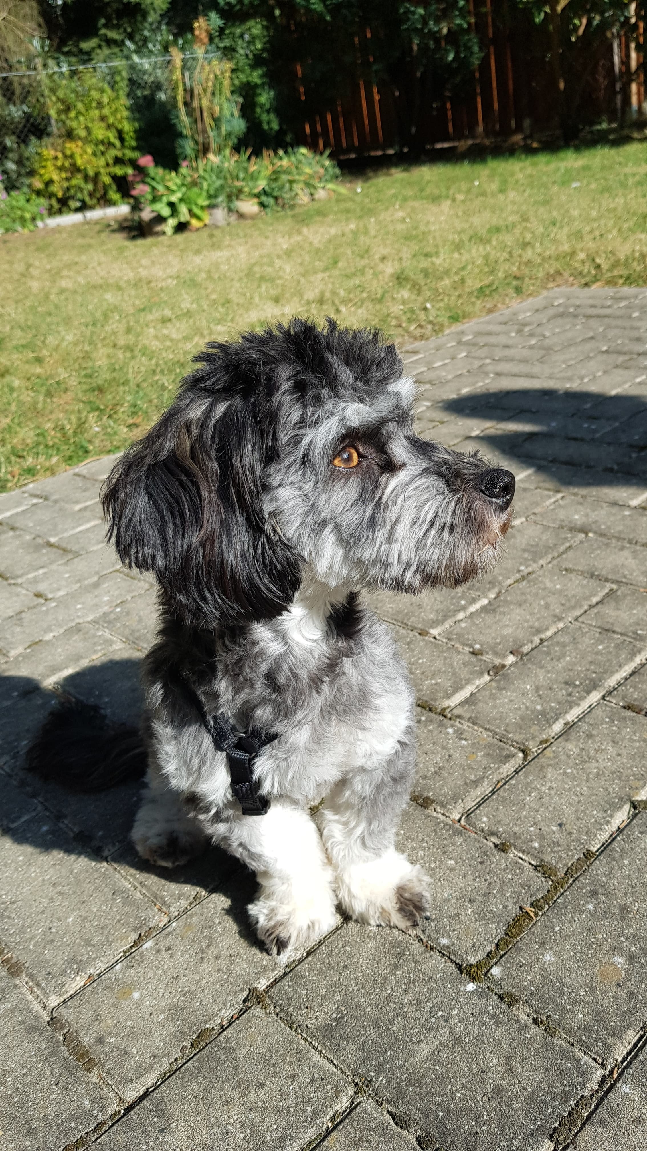 Hilf Karlchen, wieder schmerzfrei laufen zu können ❤ campaign photo, 5 of 7