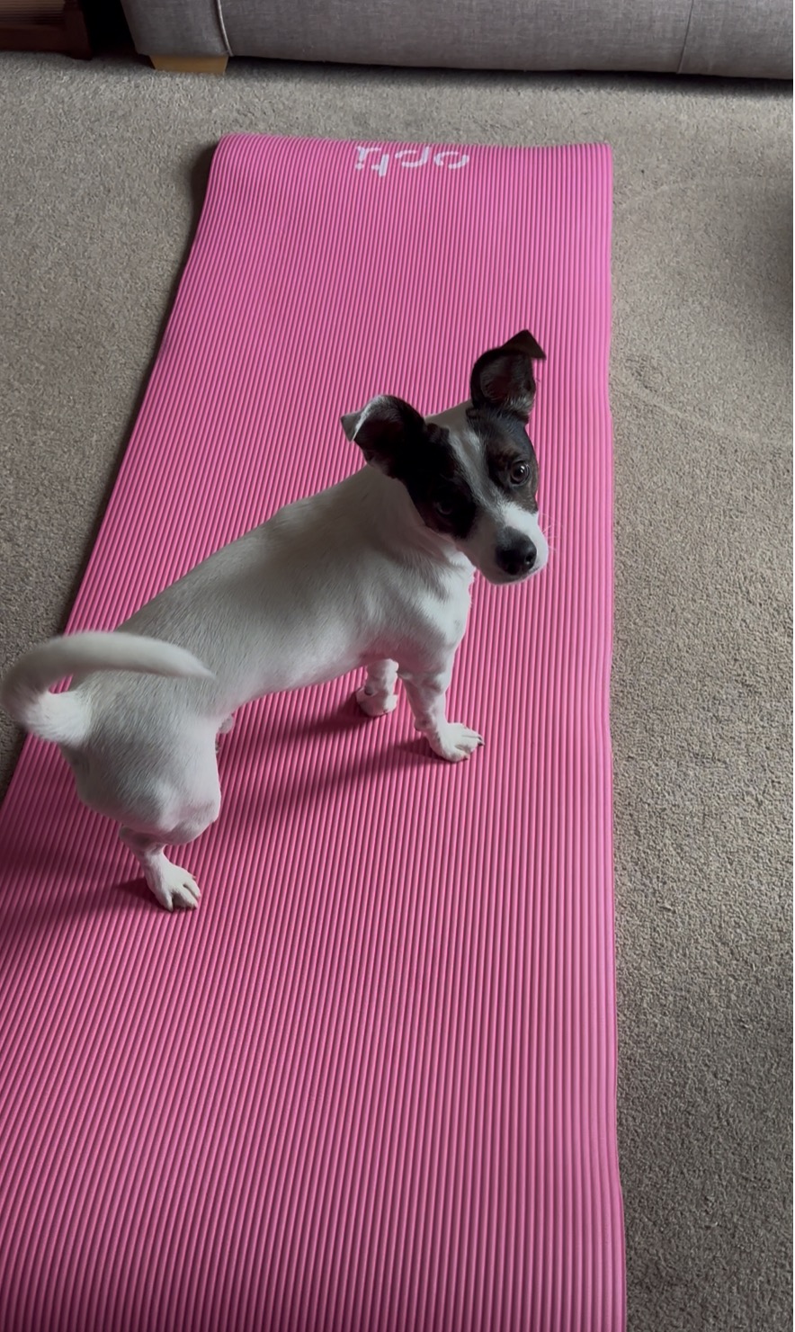 Laura and Reggie’s Plank for Pups Challenge campaign photo, 2 of 5