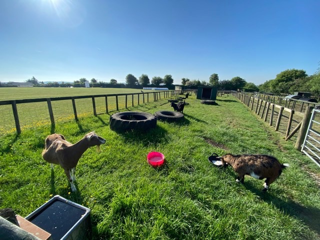 Goatacre Animal Sanctuary - Winter Fundraising! campaign photo, 7 of 8