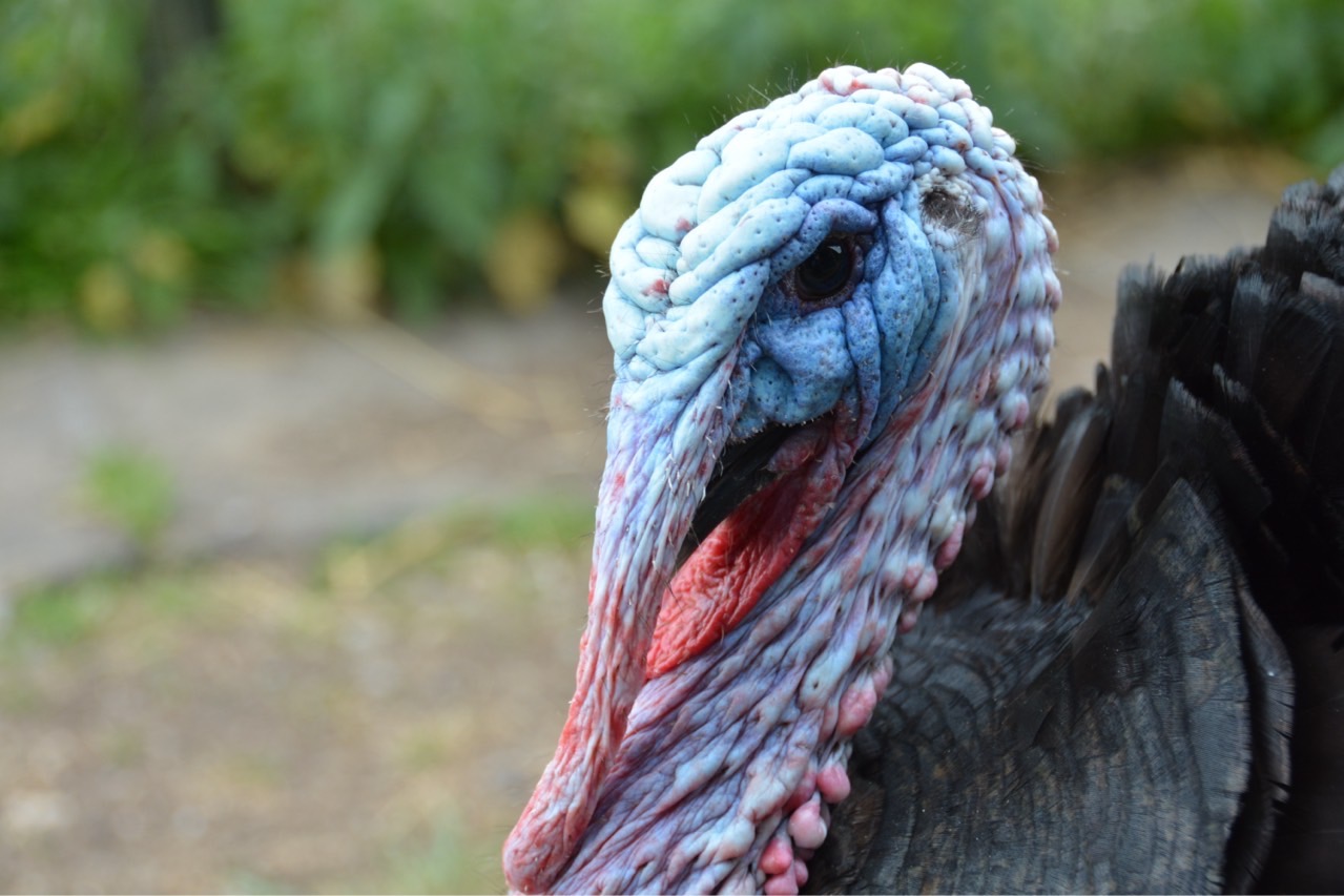 Goatacre Animal Sanctuary - Winter Fundraising! campaign photo, 5 of 8