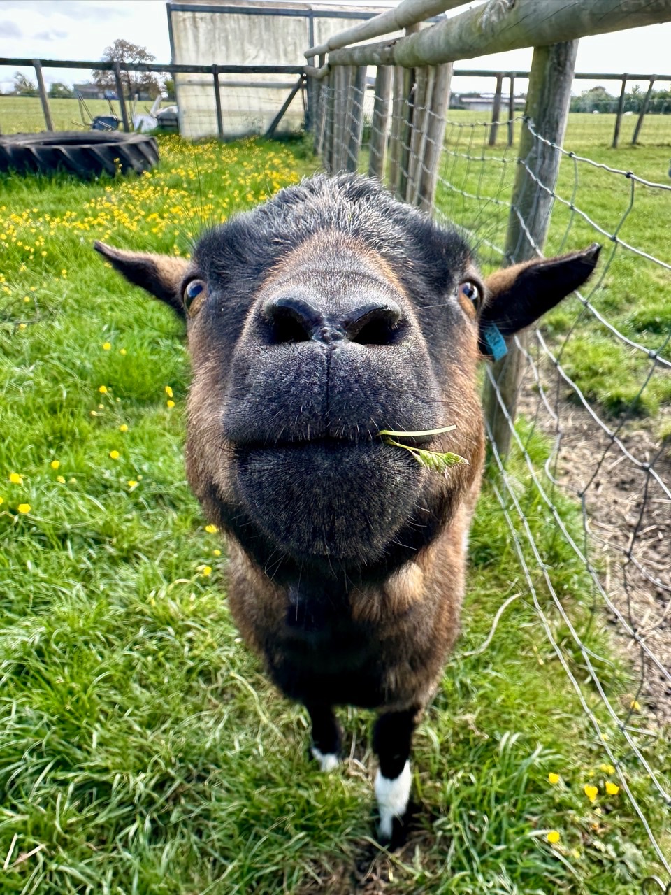 Goatacre Animal Sanctuary - Winter Fundraising! campaign photo, 6 of 8