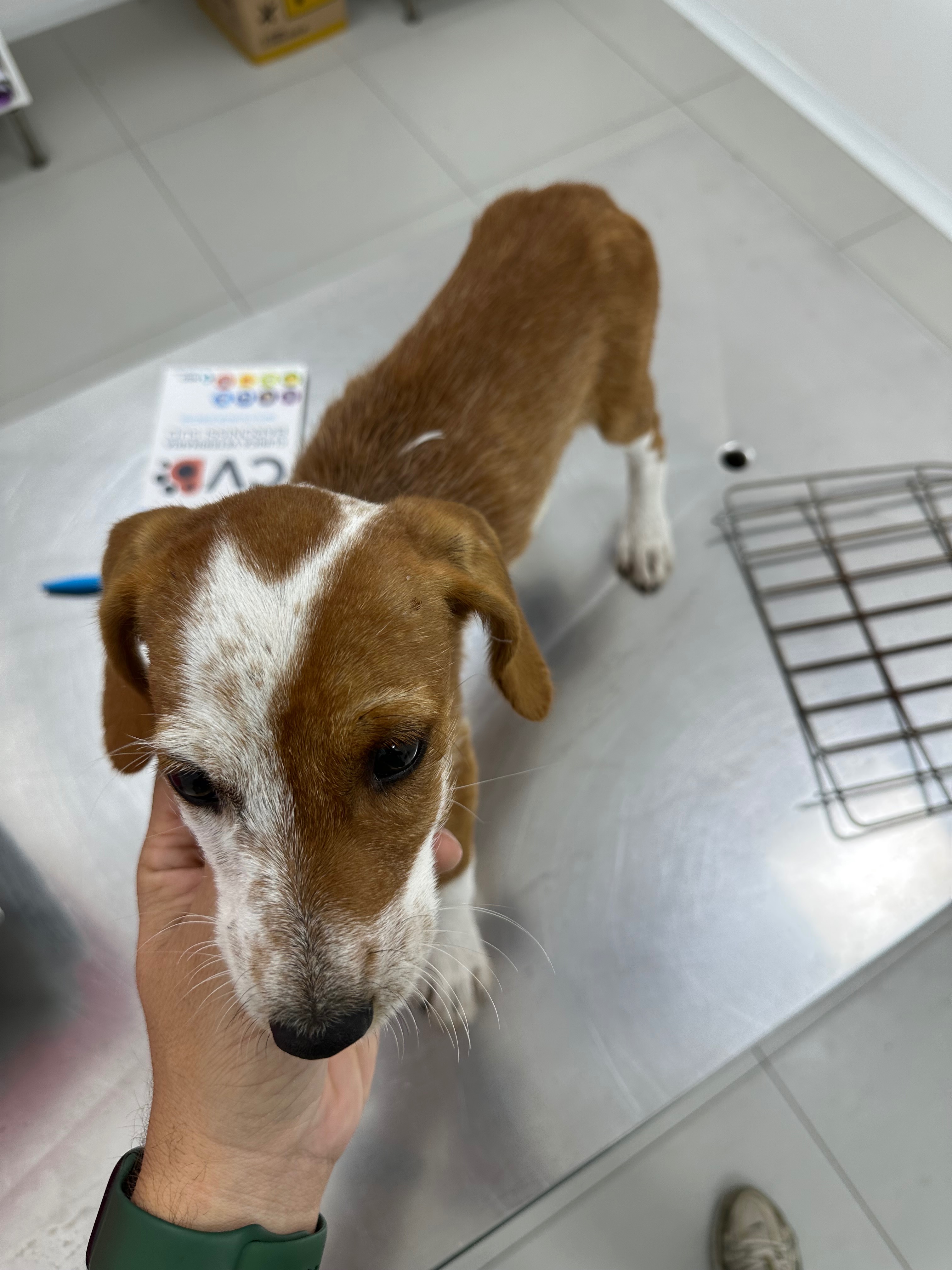 Aria piccola cucciola denutrita ha bisogno di tutti noi ❤️ campaign photo, 7 of 8