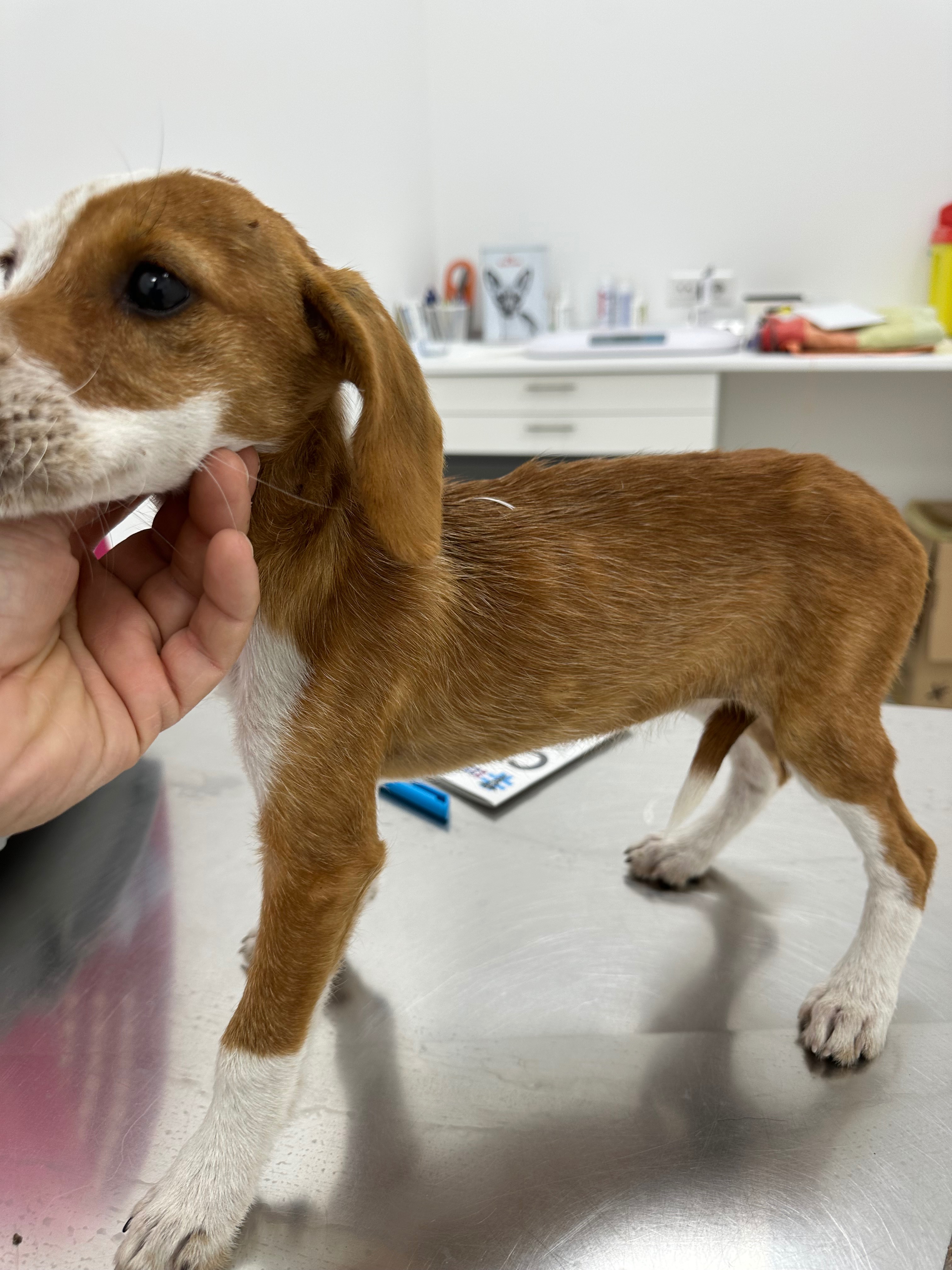 Aria piccola cucciola denutrita ha bisogno di tutti noi ❤️ campaign photo, 2 of 8