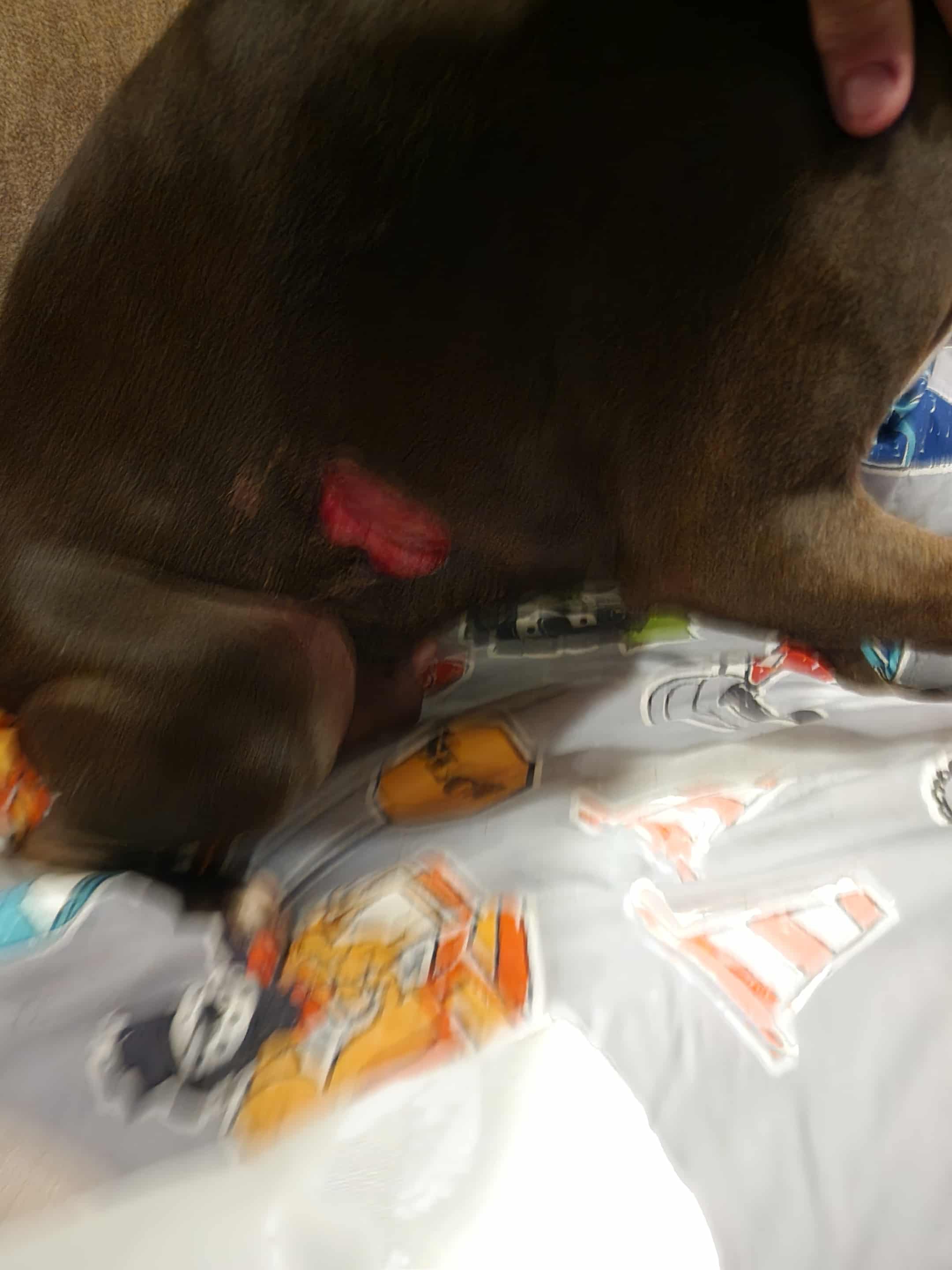 Vet bill campaign photo, 4 of 5