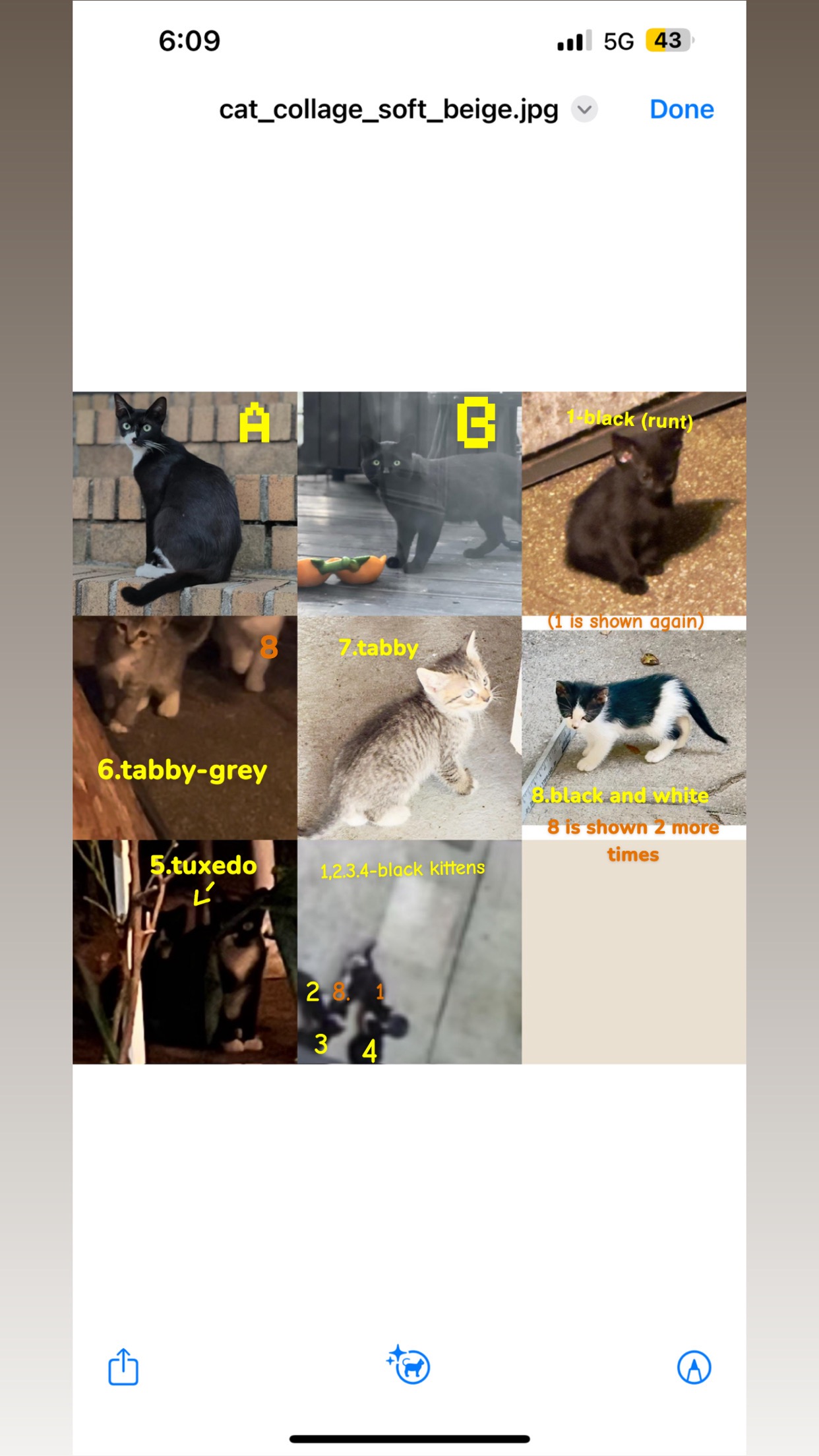 Support WoodhavenCatsClub: Help Cleo's Family campaign photo, 2 of 4