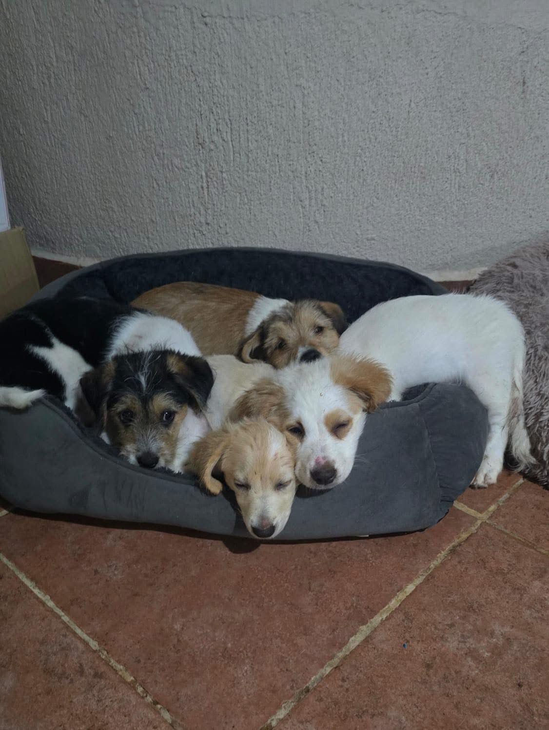 Turkish Tails campaign photo, 4 of 7