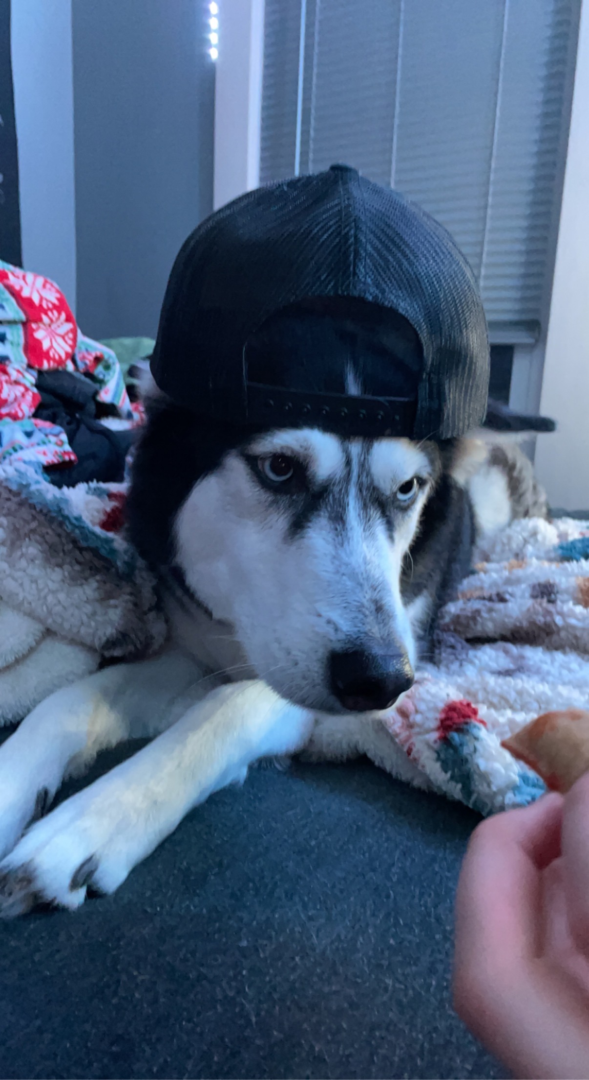 Xena's Battle With Primary Hyperparathyroidism campaign photo, 4 of 8