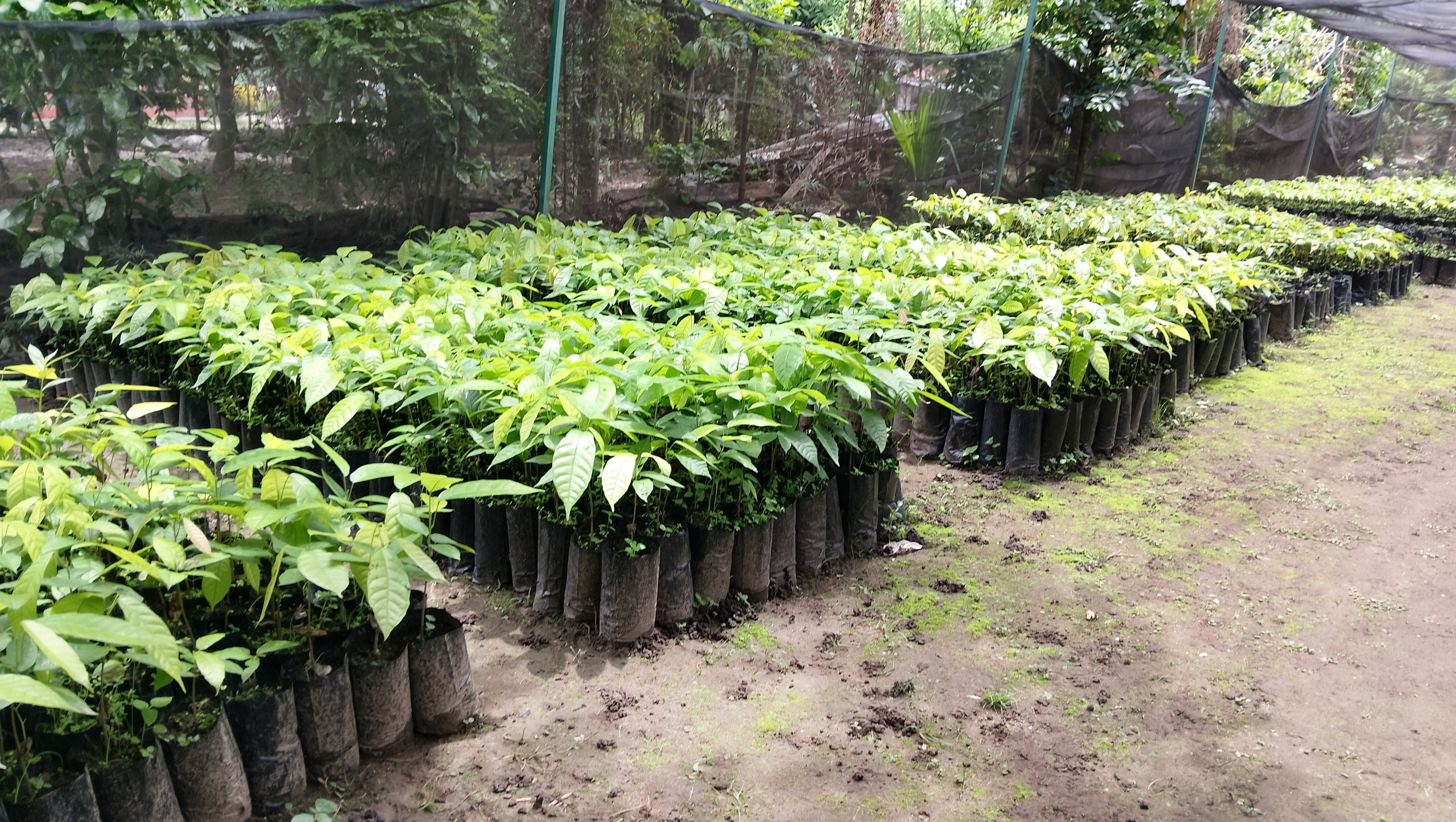 Iniciativa para la reforestación Zona Sureste México photo