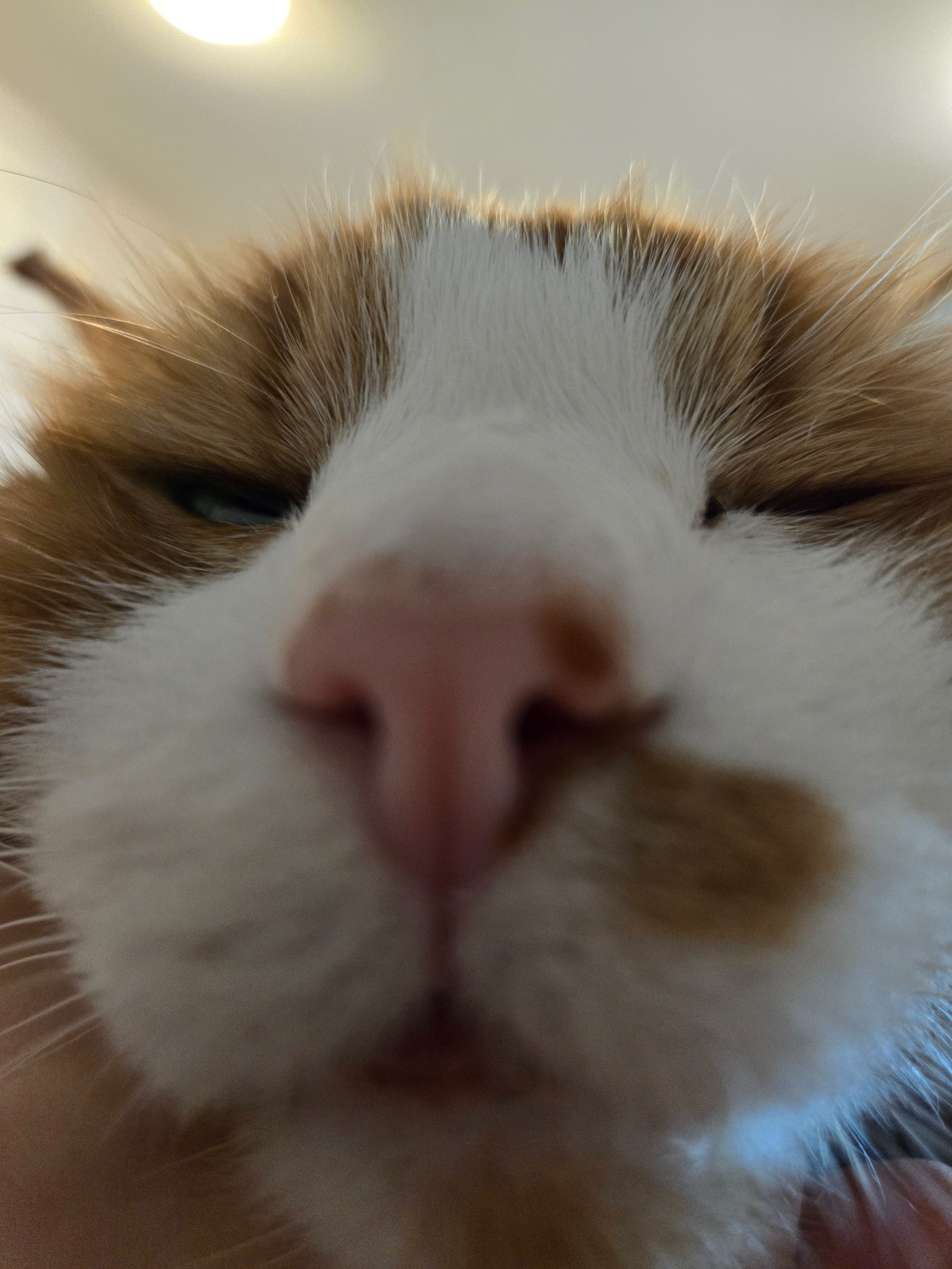 This creamsicle gentleman needs your help campaign photo, 2 of 7