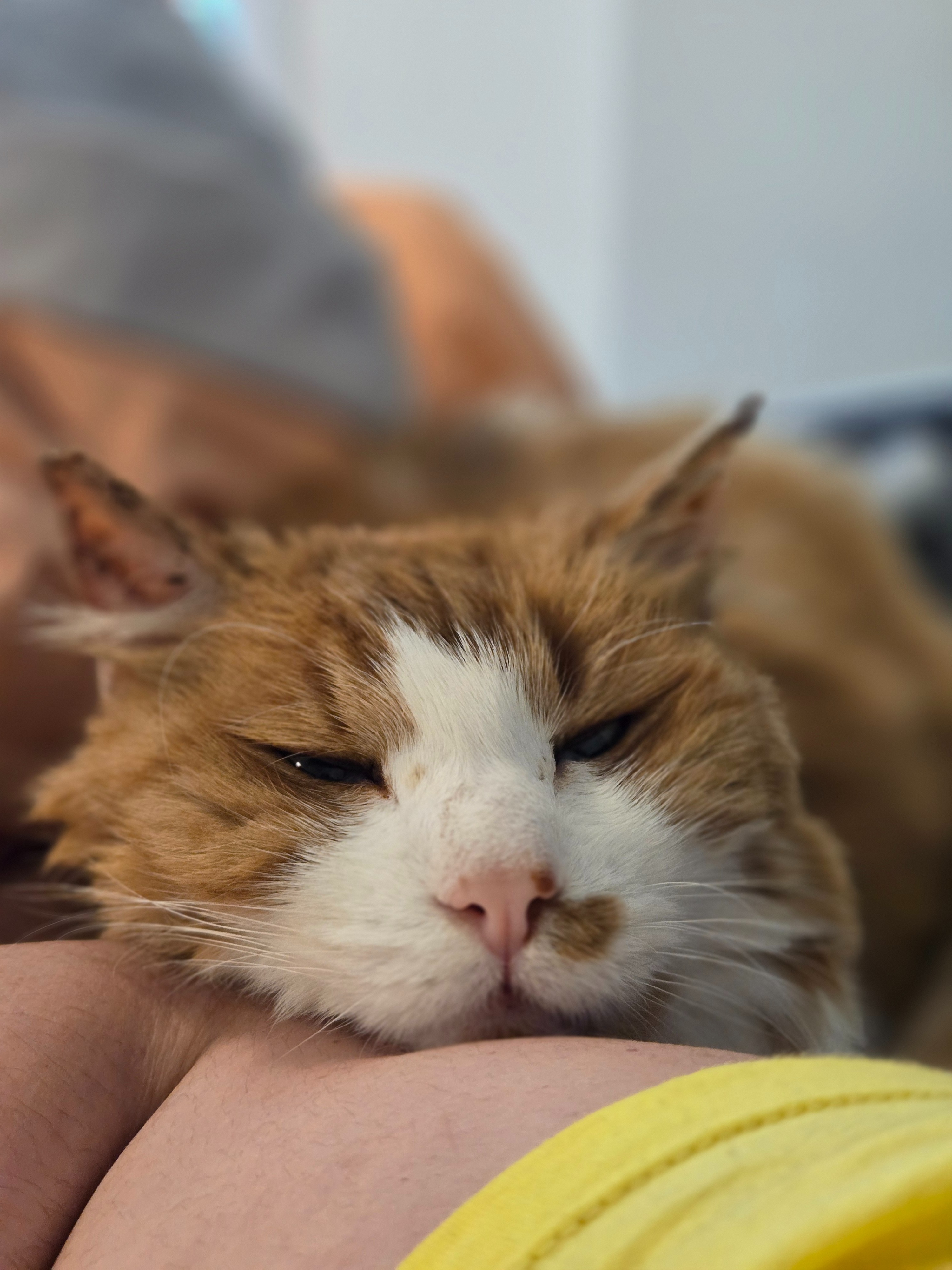 This creamsicle gentleman needs your help campaign photo, 7 of 7