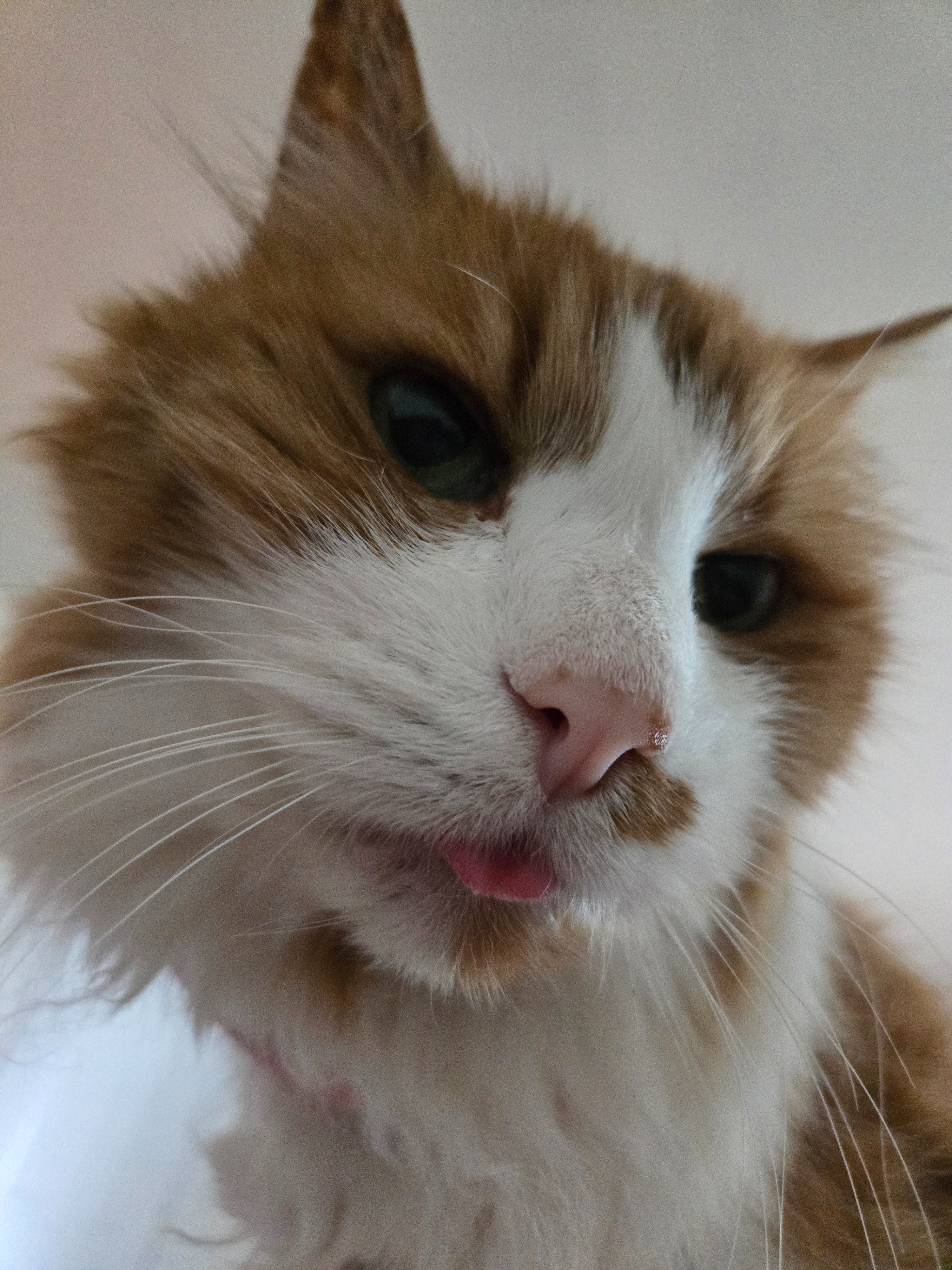 This creamsicle gentleman needs your help campaign photo, 4 of 7