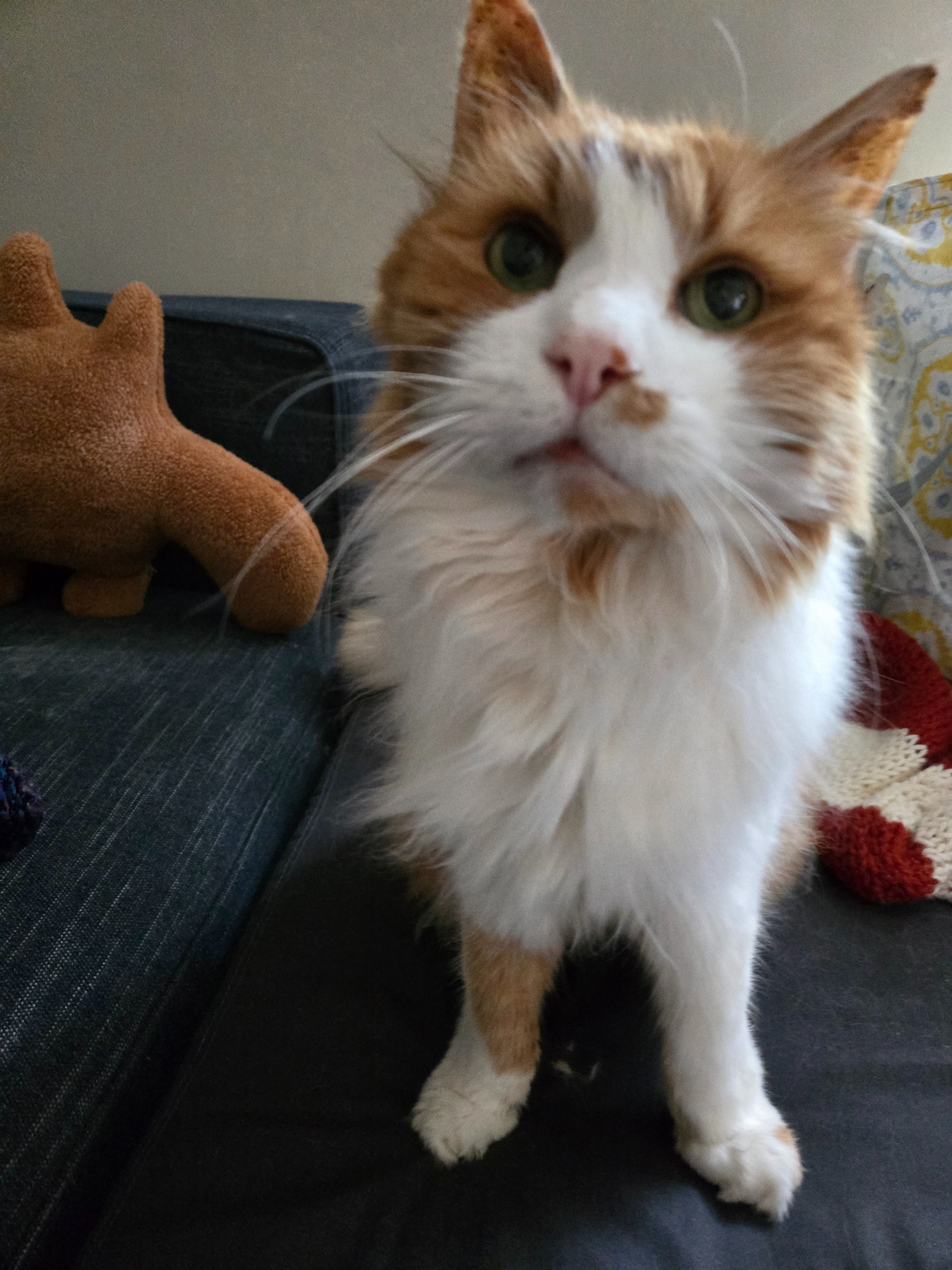 This creamsicle gentleman needs your help campaign photo, 5 of 7