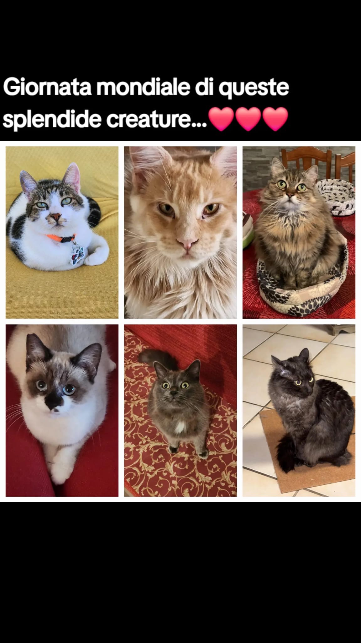 Aiuta una colonia di Gatti e Cani a mangiare e essere curati campaign photo, 7 of 8