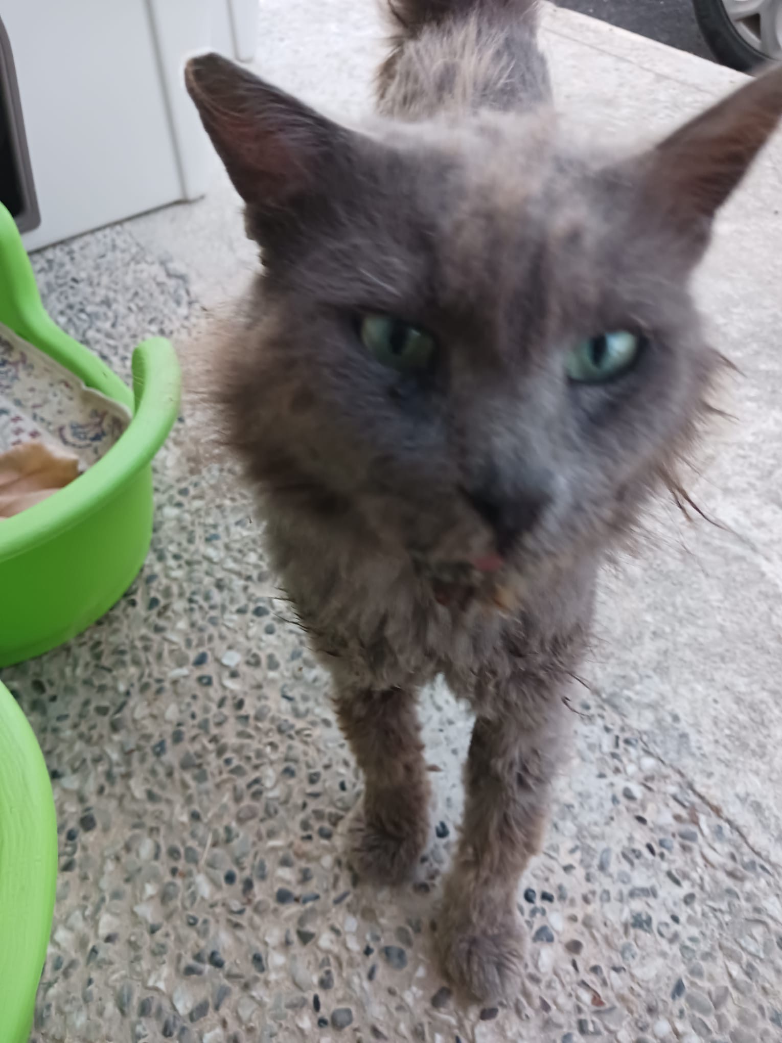 Aiuta una colonia di Gatti e Cani a mangiare e essere curati campaign photo, 2 of 8