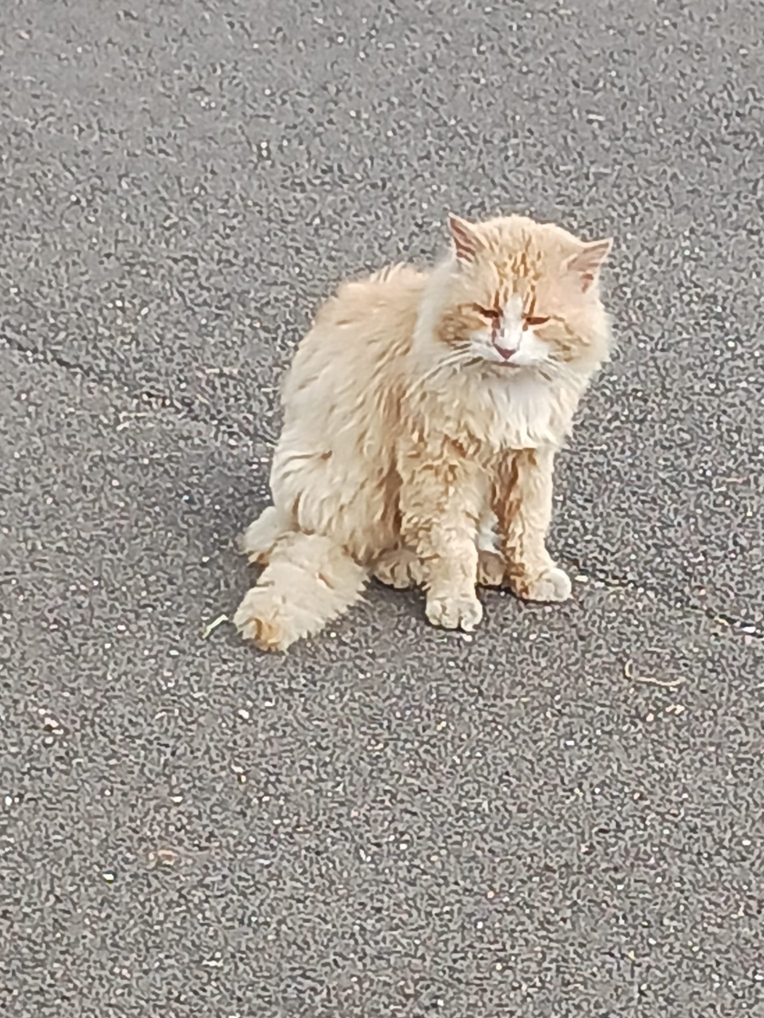Aiuta una colonia di Gatti e Cani a mangiare e essere curati campaign photo, 4 of 8