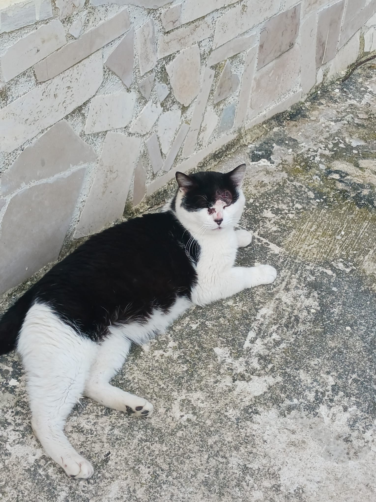 Aiuta una colonia di Gatti e Cani a mangiare e essere curati campaign photo, 5 of 8